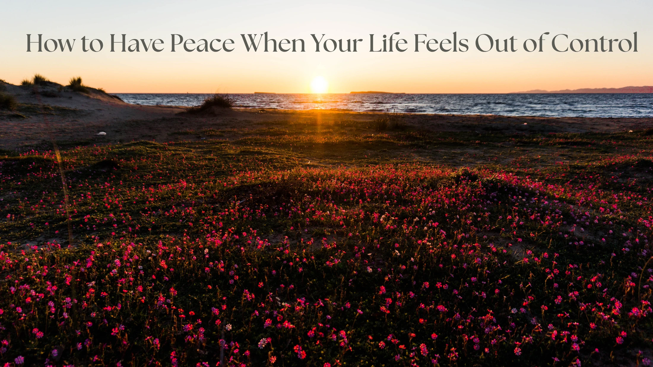 A serene sunset over the ocean with a field of pink wildflowers in the foreground. Text overlay reads: How to Have Peace When Your Life Feels Out of Control.