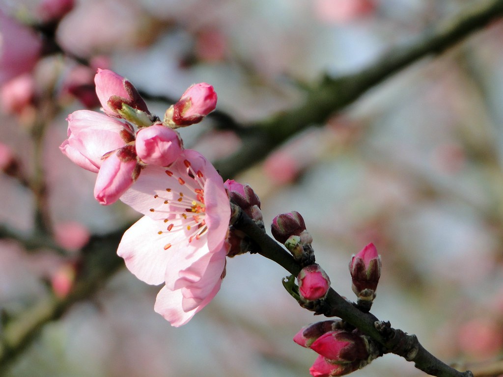 pix_almond-blossom-689857