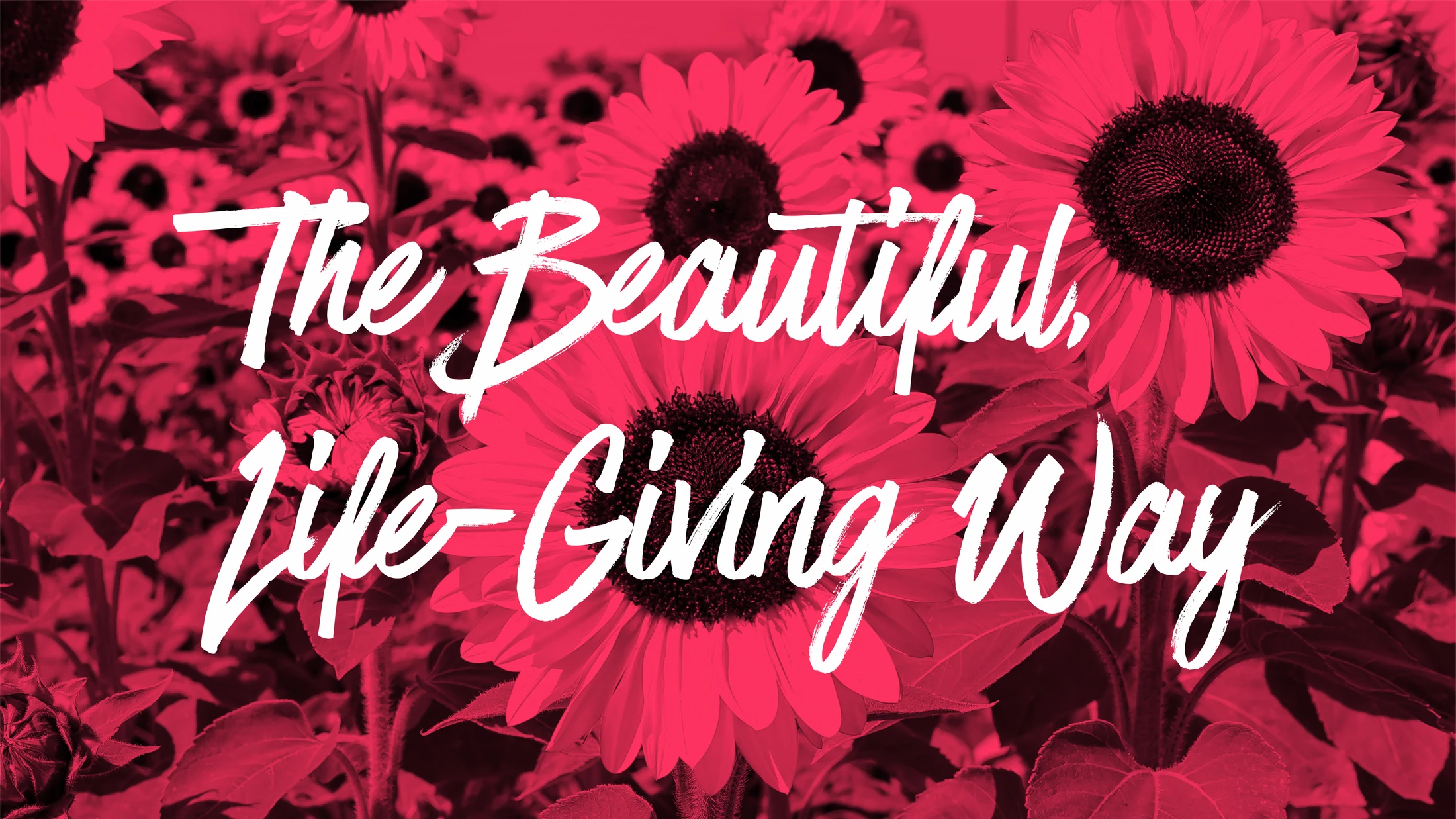 A field of sunflowers with a vibrant pink color overlay. White, brush-stroke text reads, "The Beautiful, Life-Giving Way."
