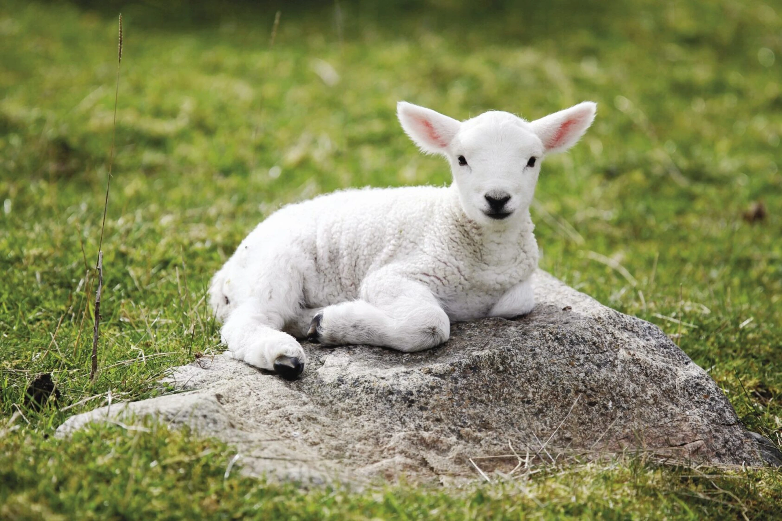 Lamb<br>of God