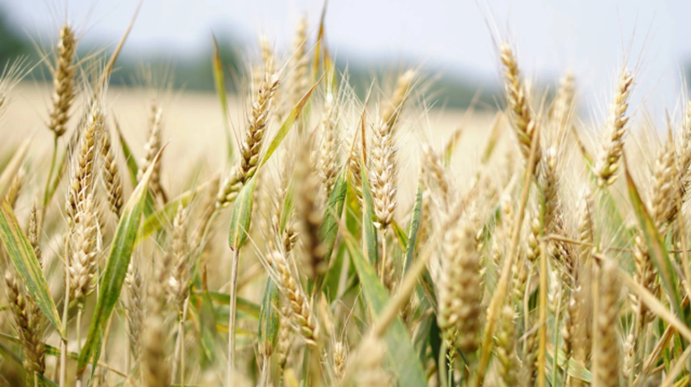 Wheat or Weeds?