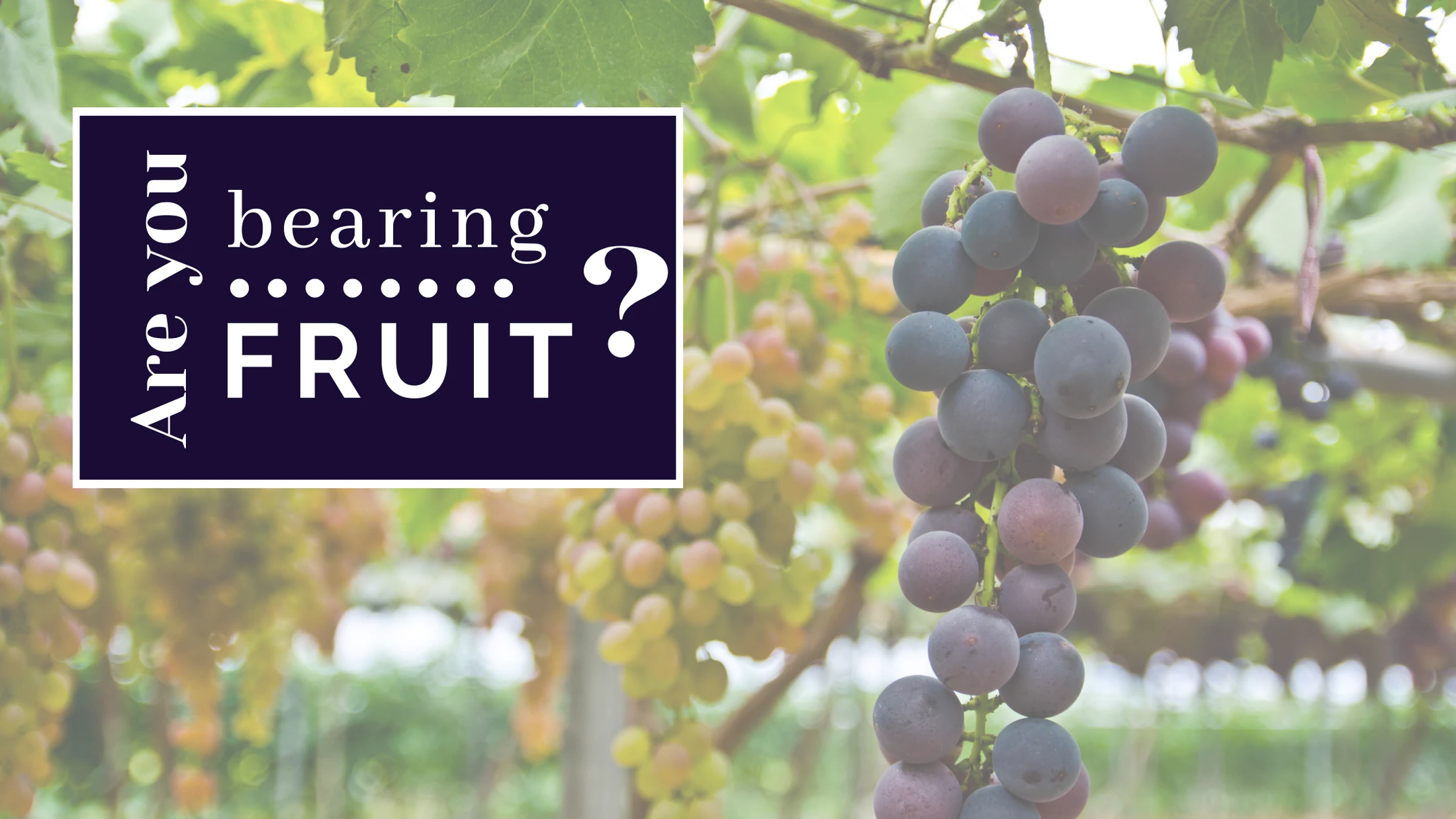 Are You Bearing Fruit?