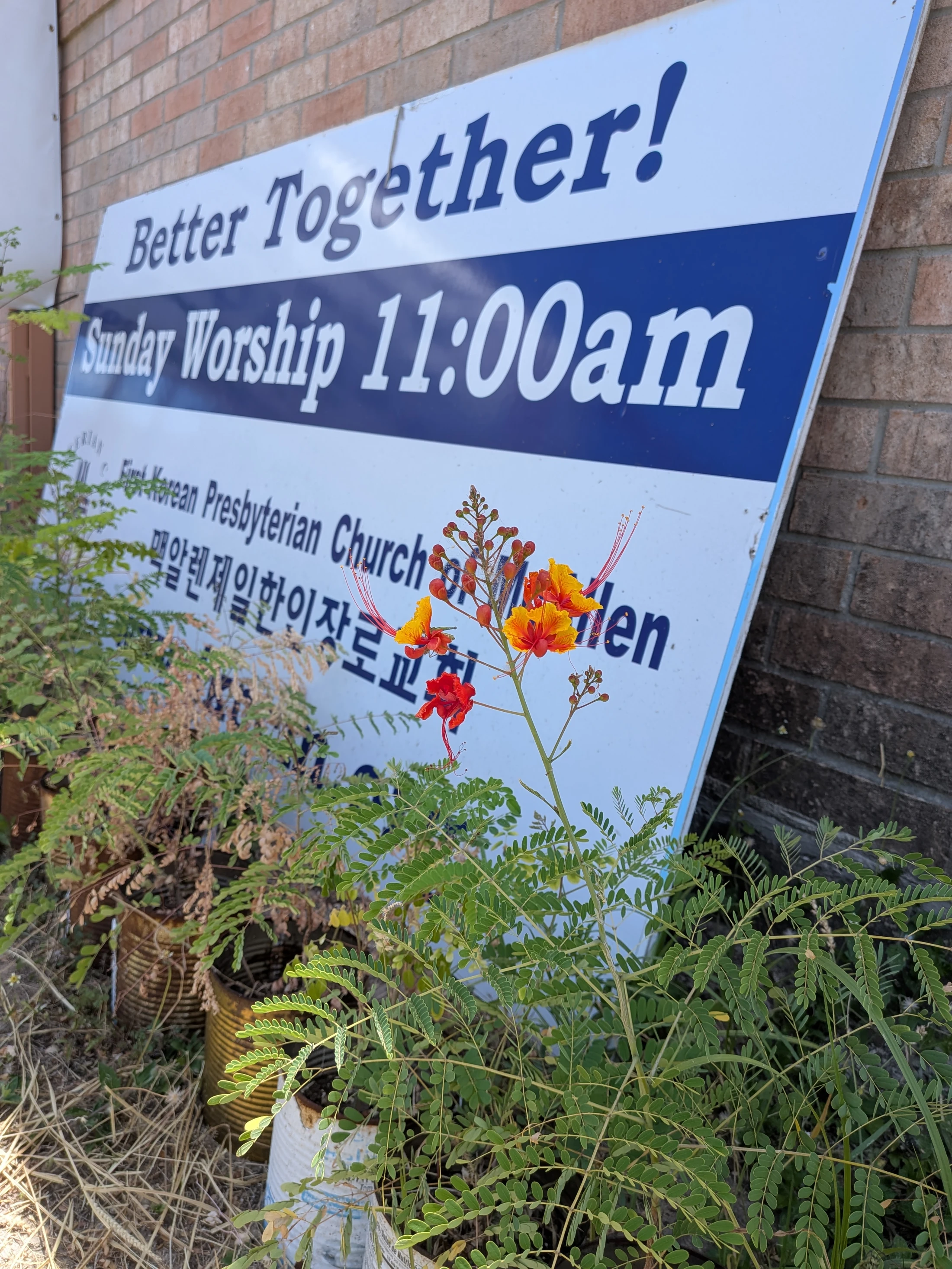 A white and blue sign for a Korean Presbyterian church leans against a brick wall. In front, a red and yellow flower grows from a can amongst weeds.