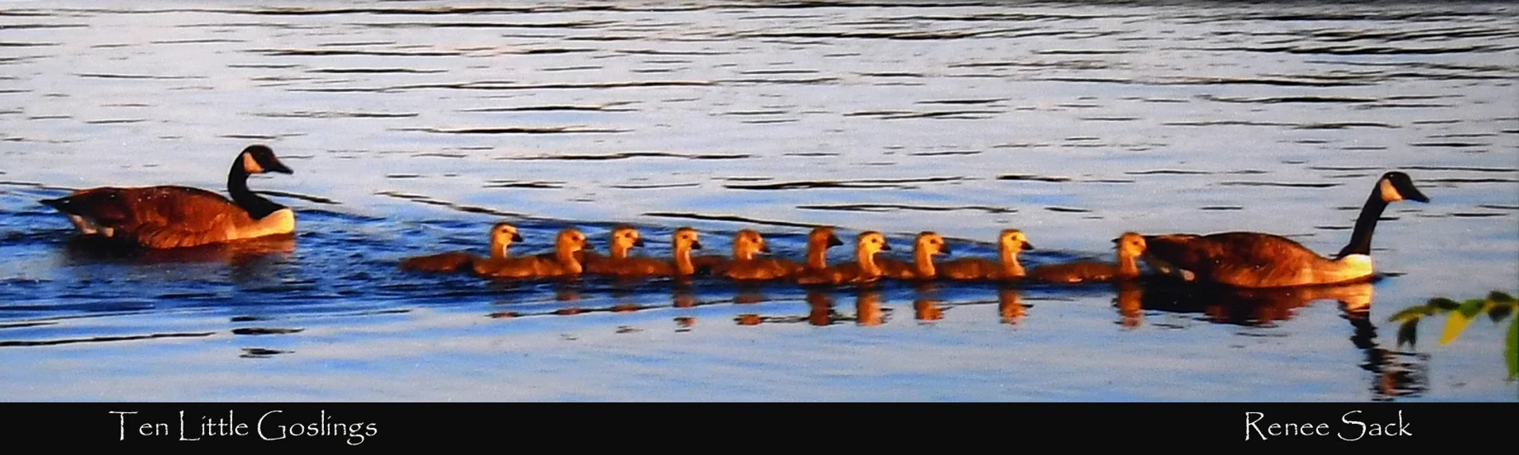 Two adult Canada geese swim on either end of a single-file line of ten fluffy goslings on calm blue water, creating gentle ripples.