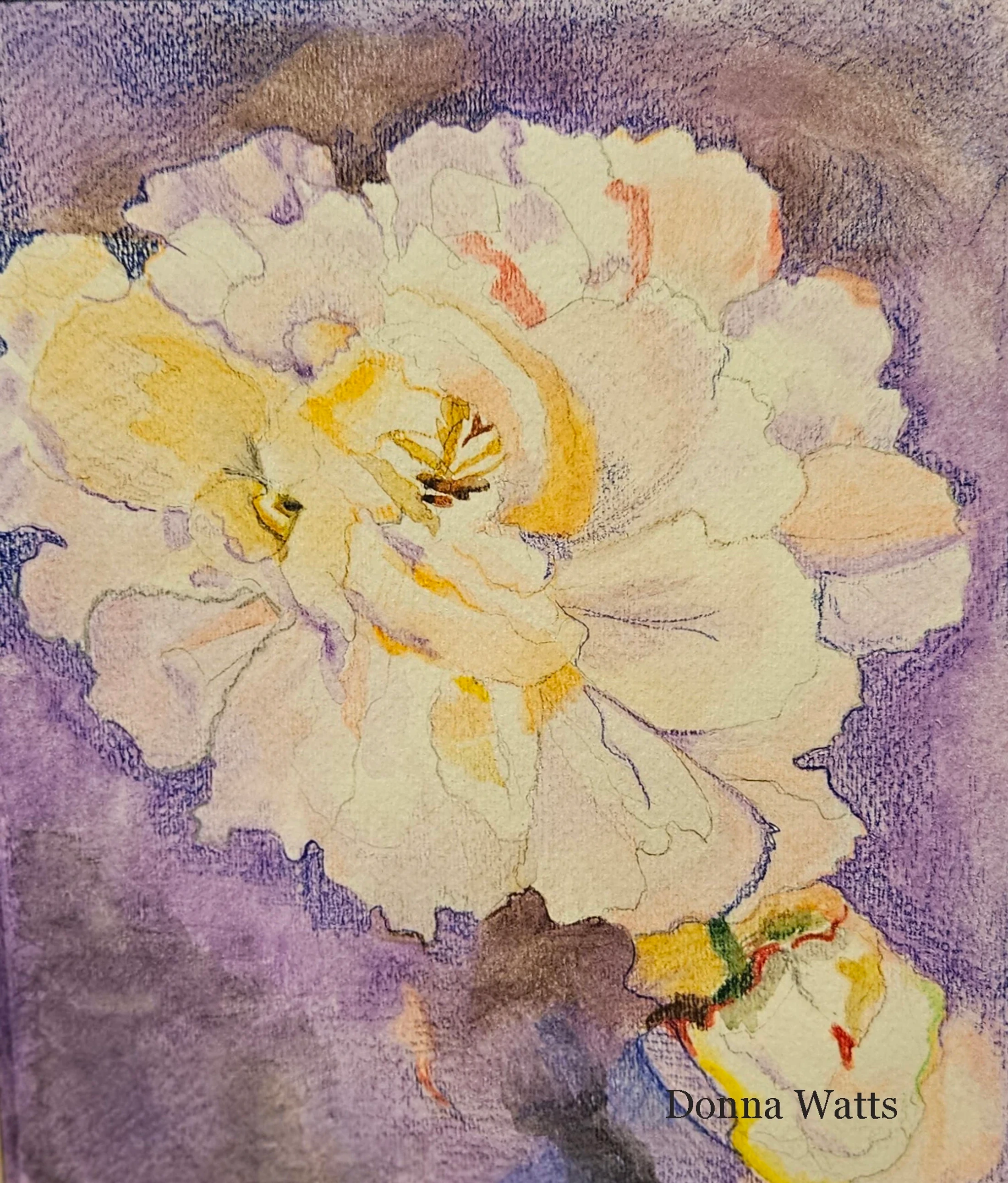 A watercolor and colored pencil painting of a large, creamy-white ruffled flower with yellow highlights. The background is a textured, mottled purple.