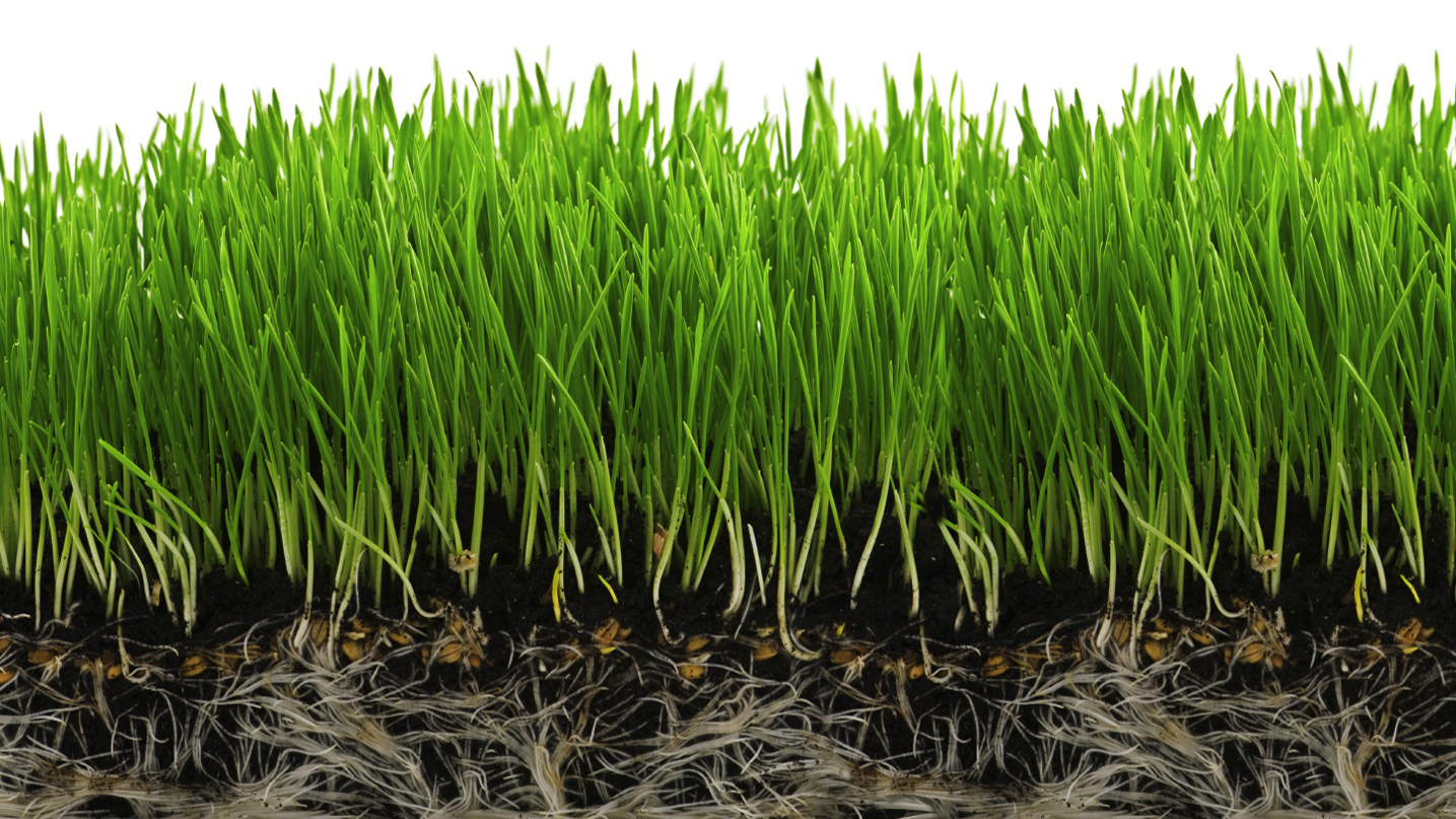 grassroots image small left border
