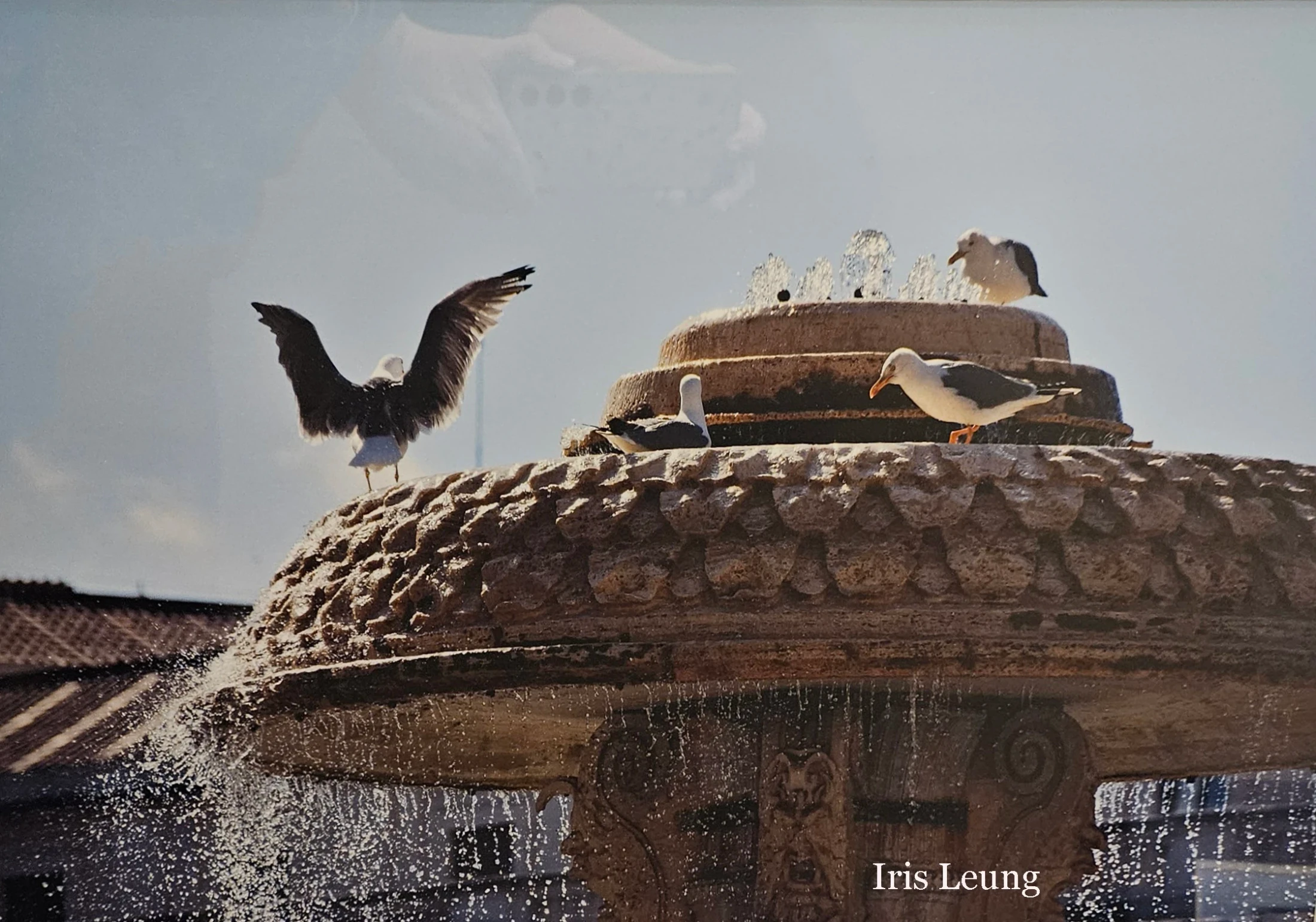 Four seagulls are gathered on a multi-tiered stone fountain. One spreads its wings as if to take flight, while others stand and rest near the bubbling water.