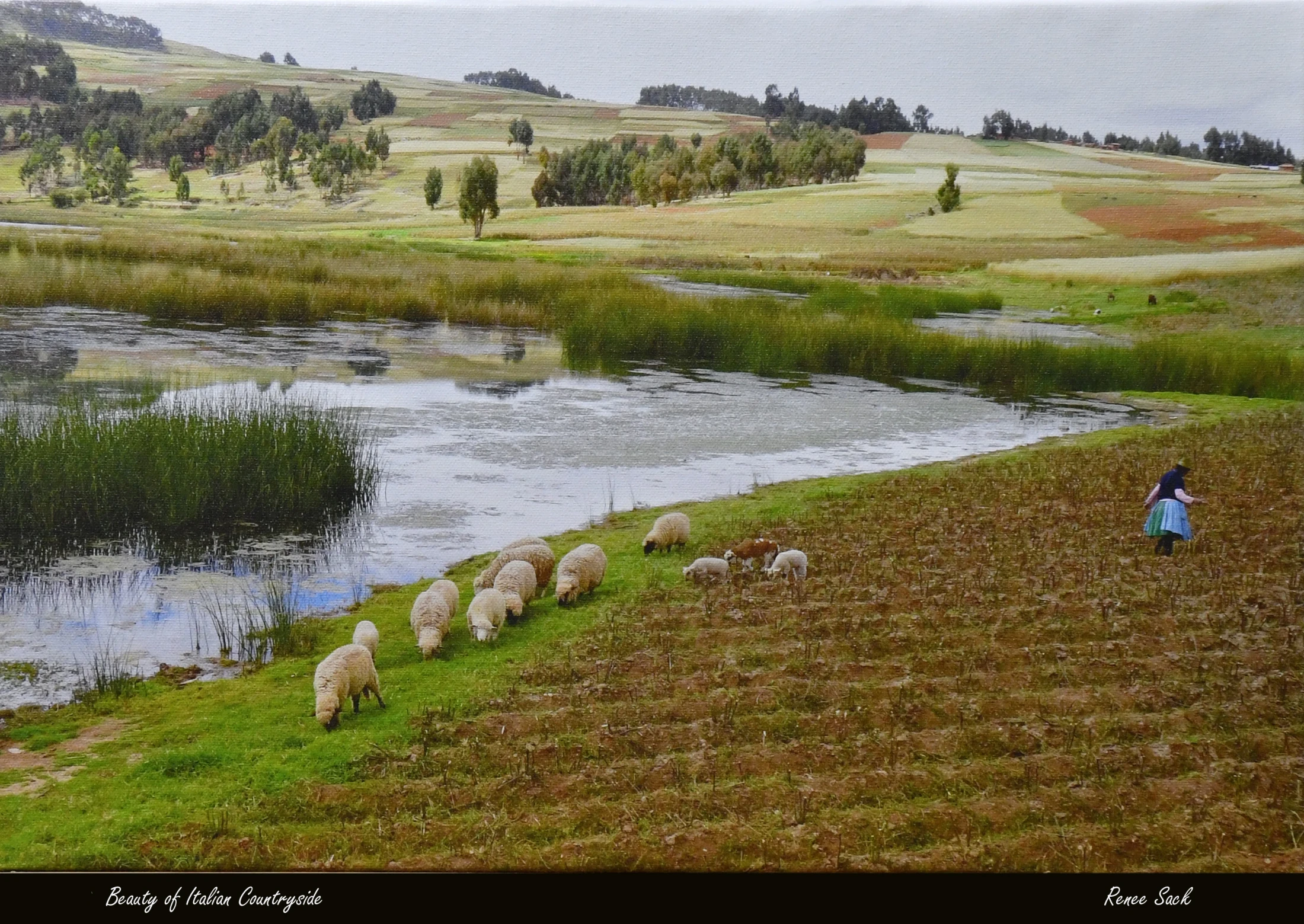 A woman tends to a flock of sheep grazing by a lake in a tilled field, with rolling green and brown hills dotted with trees in the background.