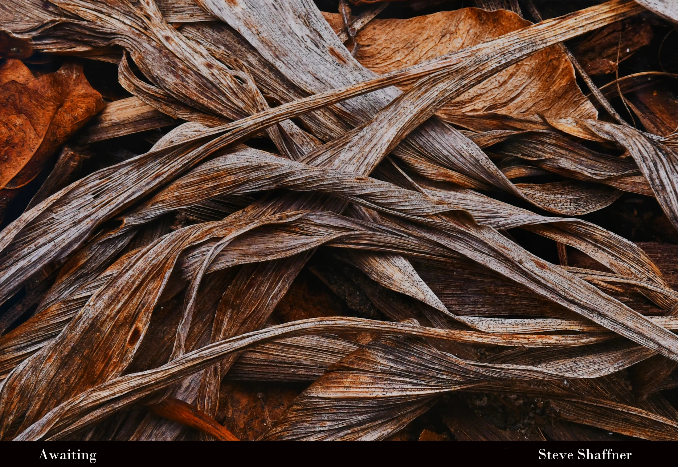 A close-up, textured photograph of a pile of dry, fibrous leaves in shades of brown, rust, and grey, creating a tangled, abstract pattern.