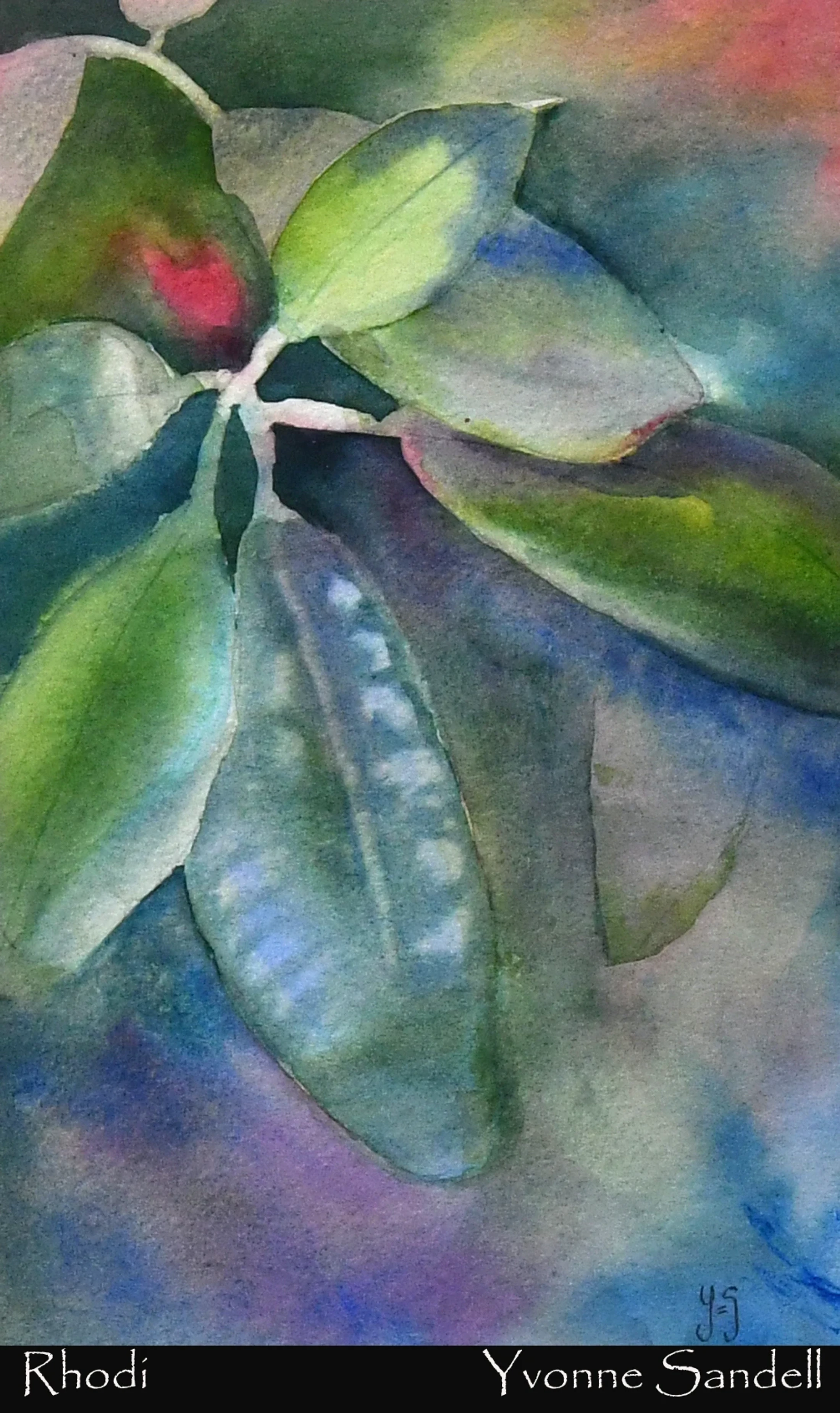 A watercolor painting titled 'Rhodi' showing a close-up of rhododendron leaves in soft shades of green, blue, and purple against a blended background.
