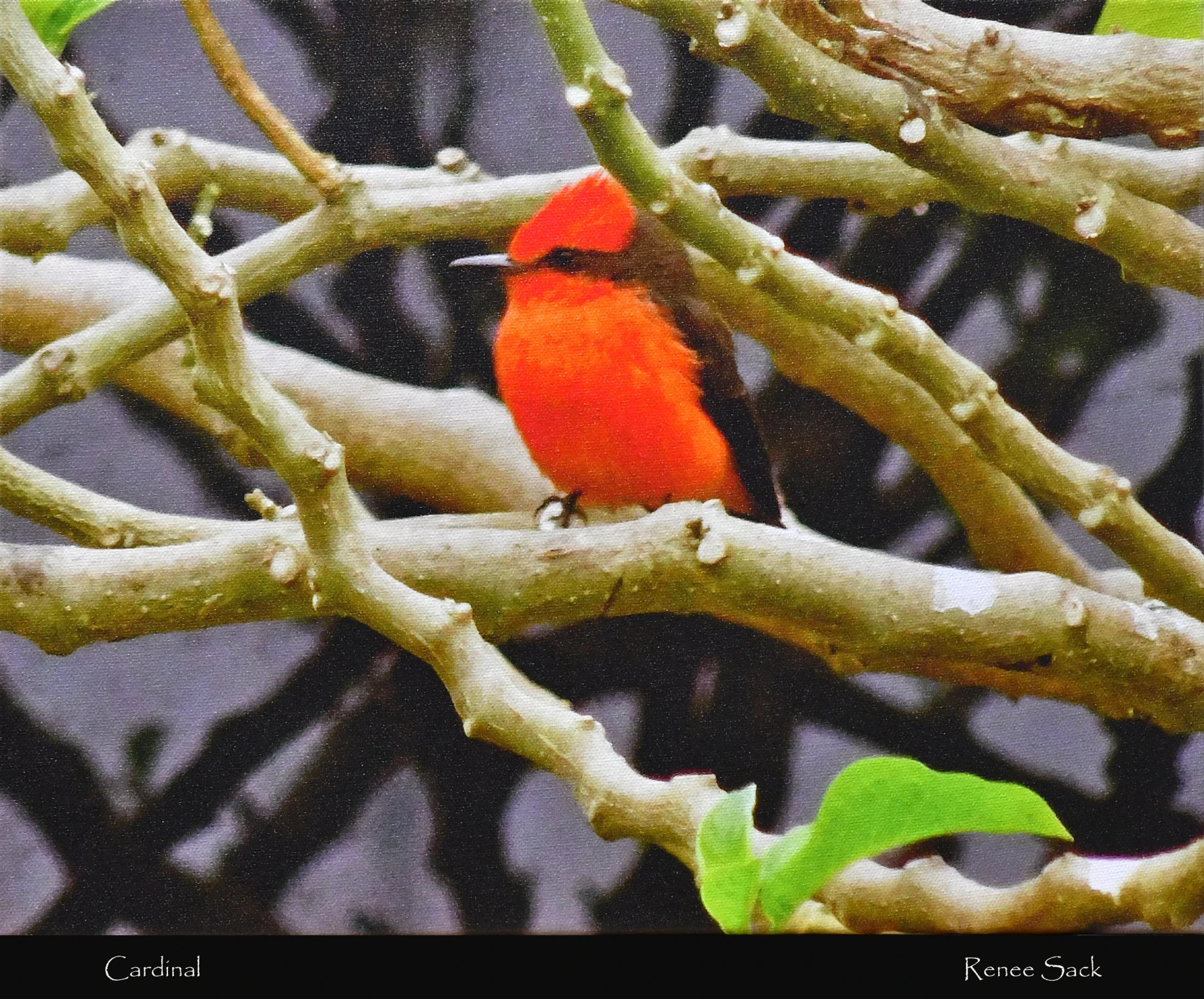 A small, bright scarlet bird with black wings and a dark eye-mask perches on a pale, gnarled branch. The image has a noticeable canvas-like texture.