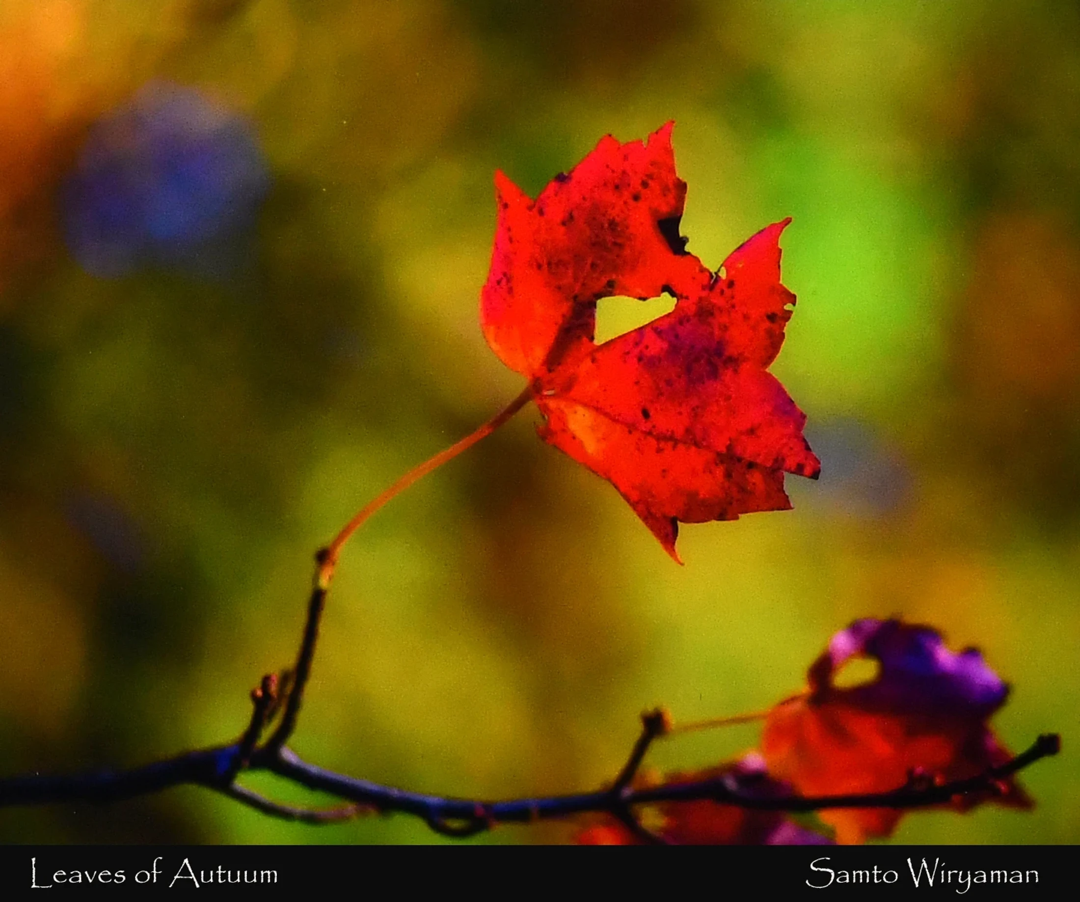 A close-up photograph of a single, bright red maple leaf attached to a thin twig. The background is a soft-focus blur of green, yellow, and orange.