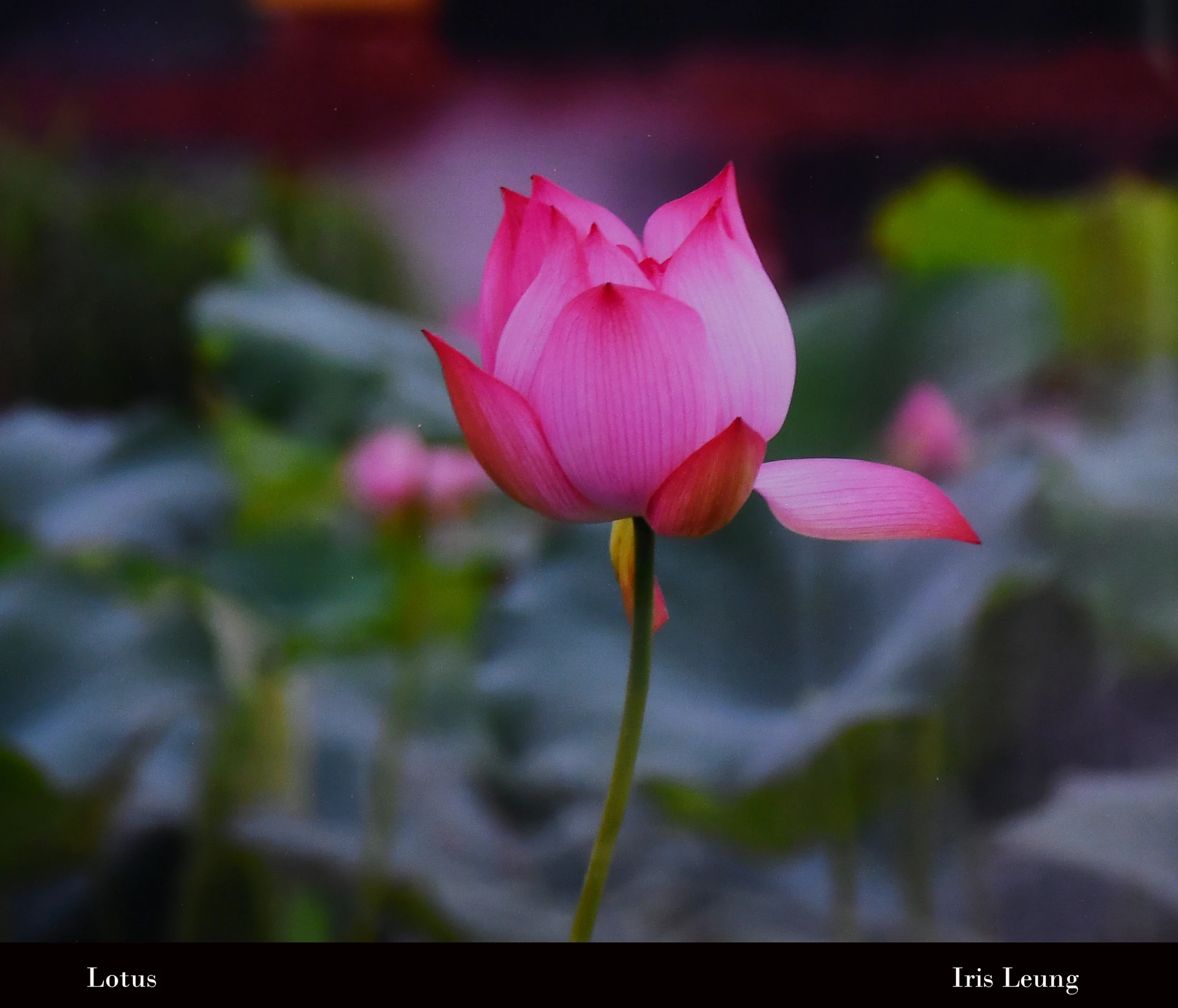 A close-up photograph of a vibrant pink lotus flower bud starting to open. It stands on a slender green stem against a blurry background of green leaves.