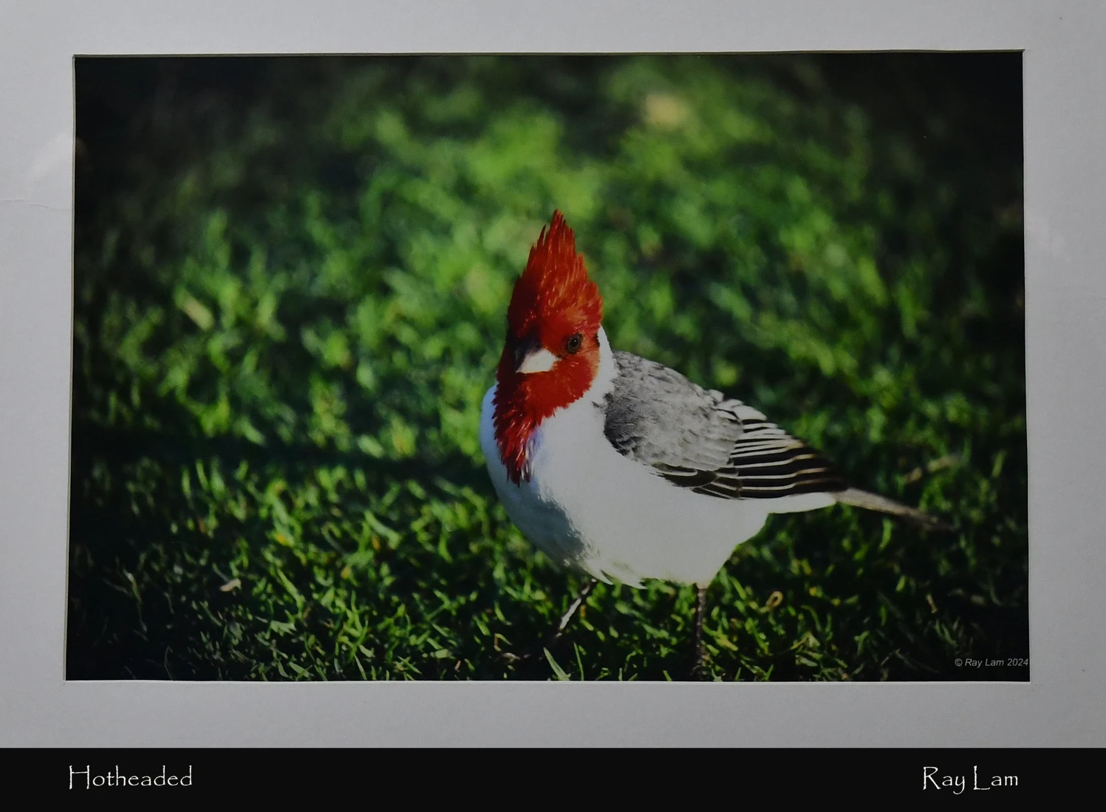 A red-crested cardinal with a bright red, spiky crest stands on a vibrant green lawn. The bird has a white body and grey wings with black and white stripes.