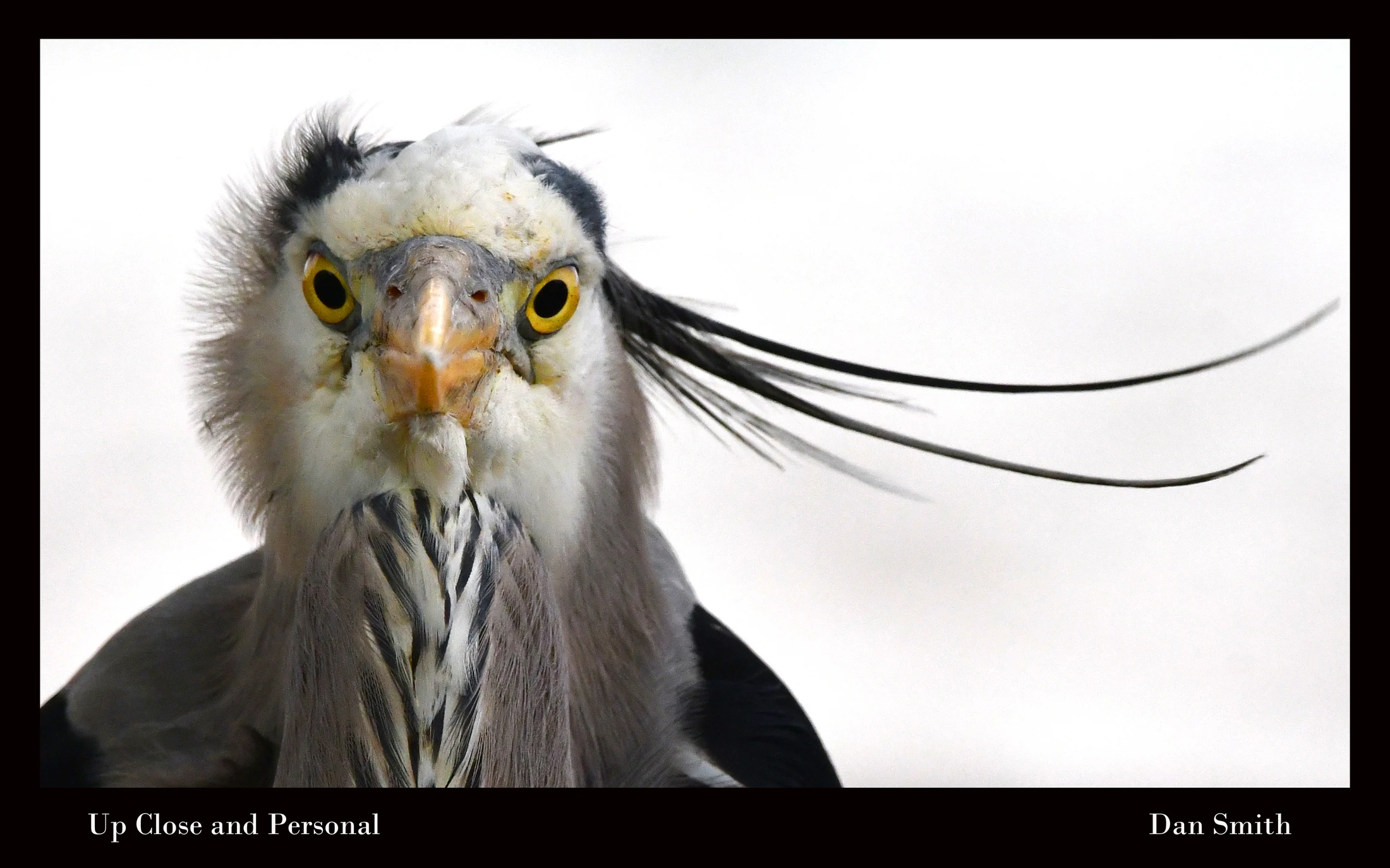 A tight, head-on portrait of a grey heron staring at the camera. It has bright yellow eyes and ruffled white and black feathers with long plumes on its head.