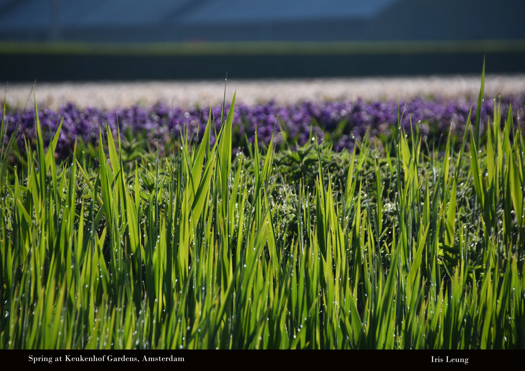 A close-up of vibrant green grass blades covered in sparkling dew drops, with a blurred background of purple flowers in a garden.