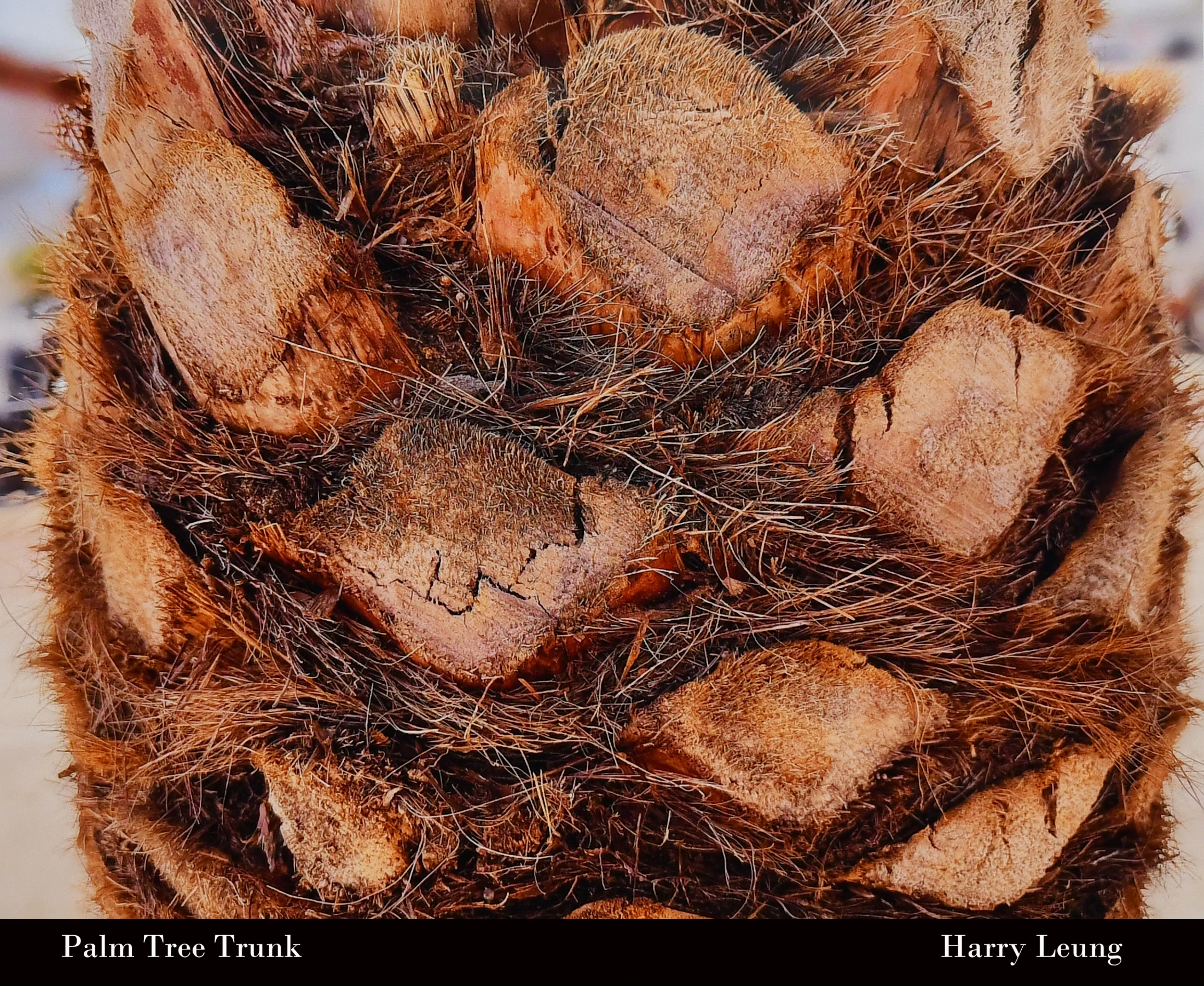 A detailed close-up of a palm tree trunk, showing its rough, fibrous texture and the diamond-shaped patterns left by cut fronds.