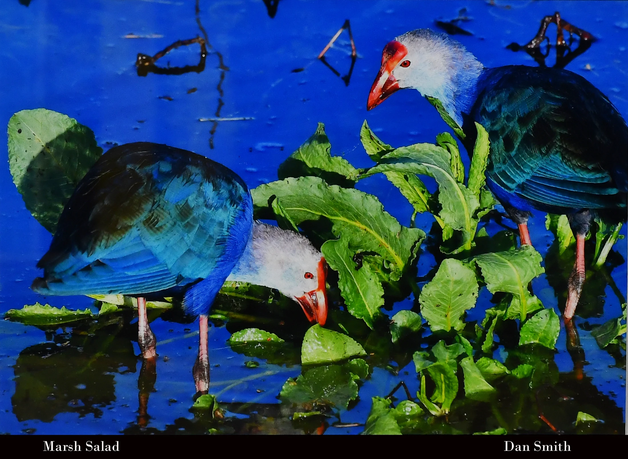 Two vibrant birds with blue and purple feathers and red beaks stand in brilliant blue water, eating green aquatic plants.