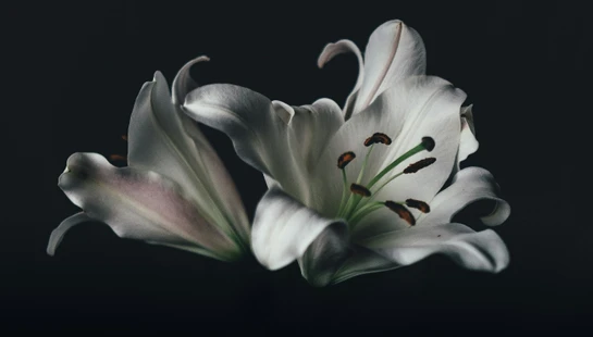 Funeral Services