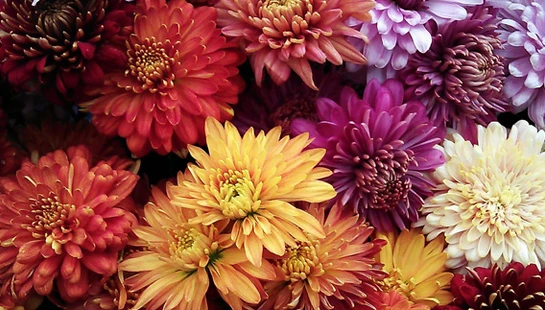  Flower Arrangements