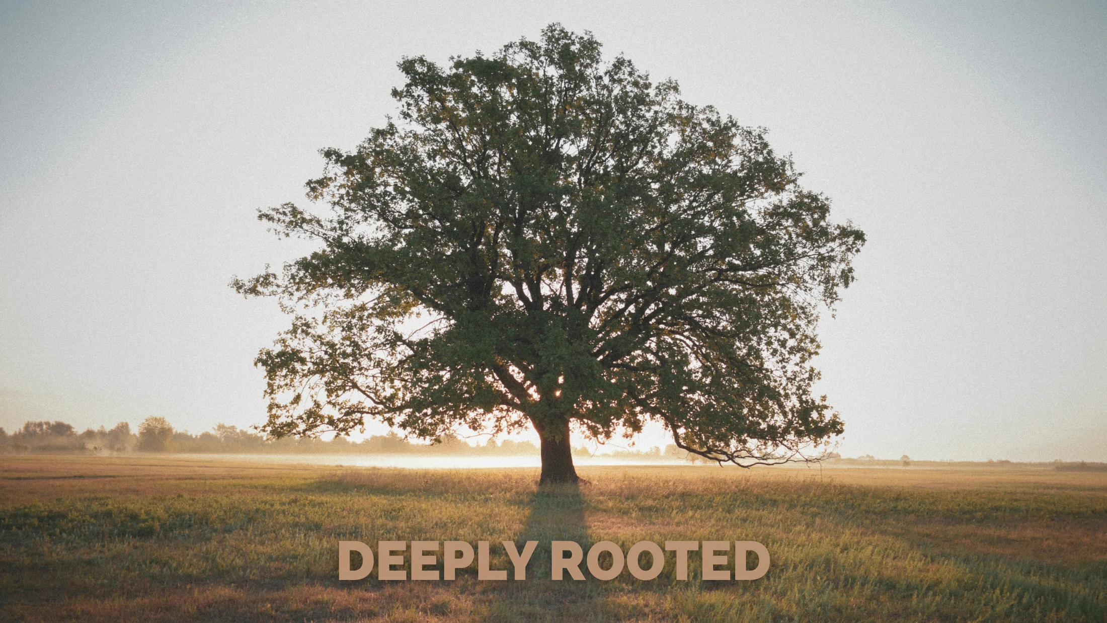 Deeply Rooted