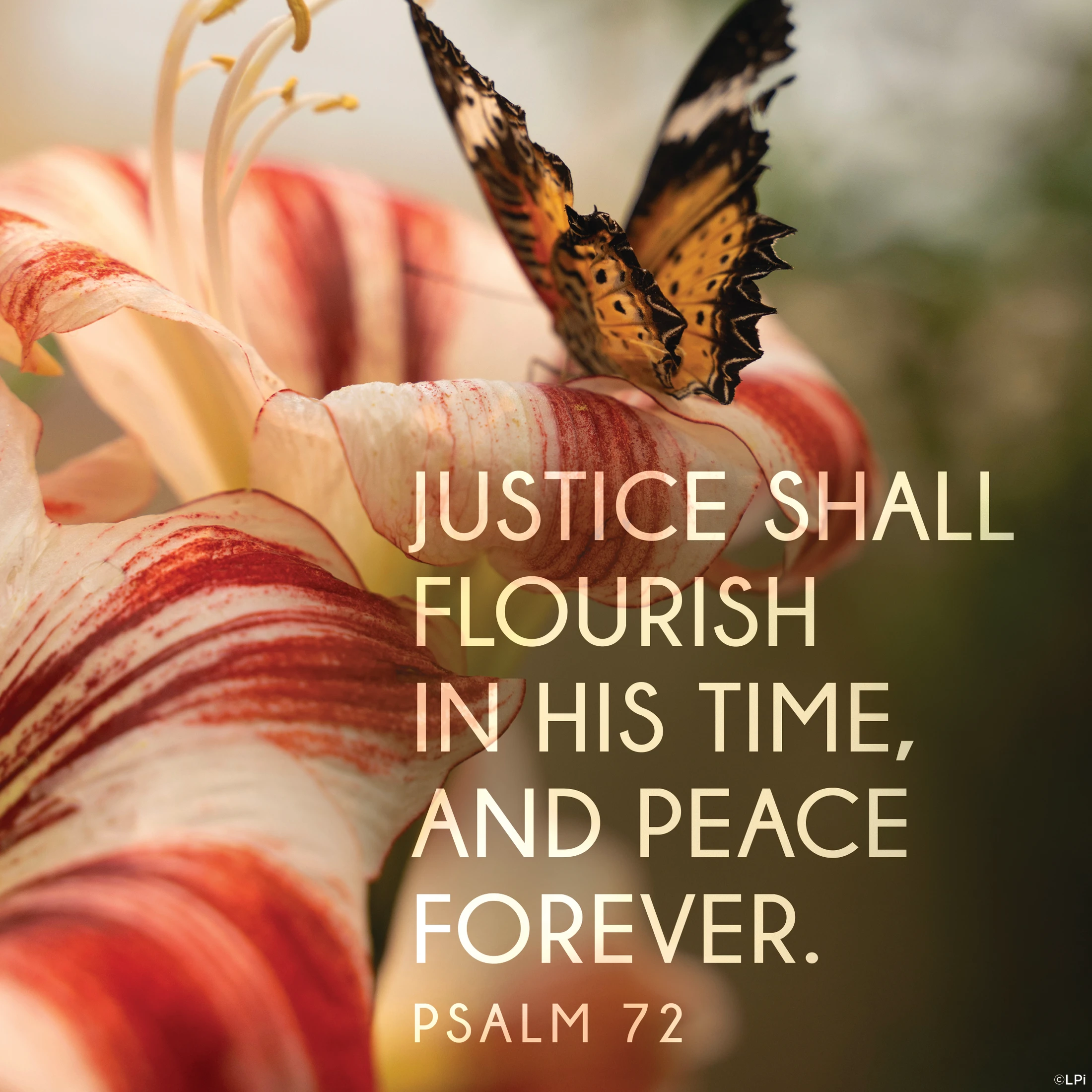 Social Justice Corner: Pope Leo: Just Peace in the Holy Land