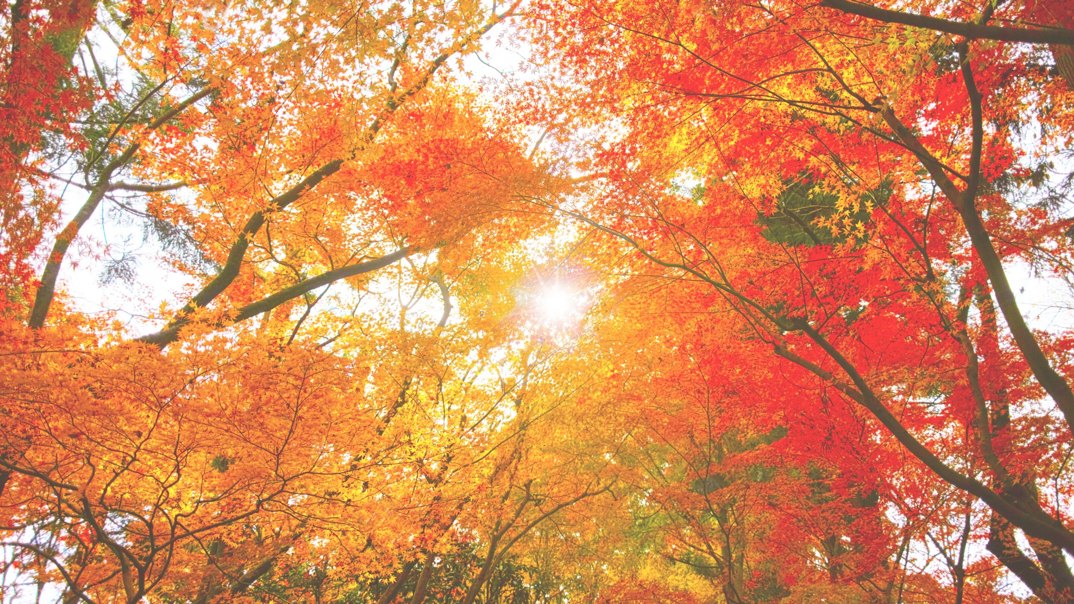 Family Gratitude Challenge 2026