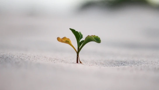 Spiritual Growth