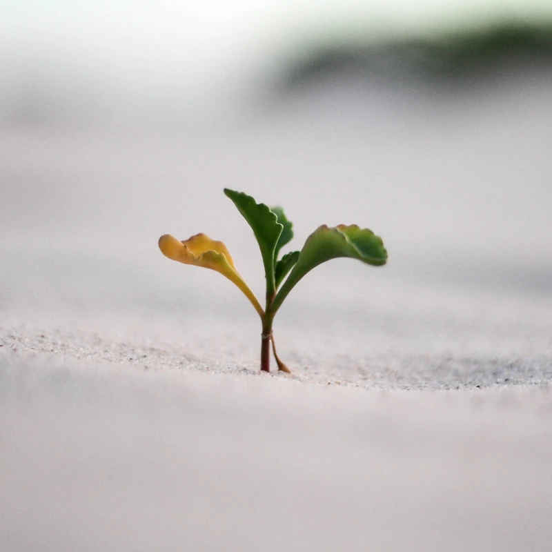 Personal Growth