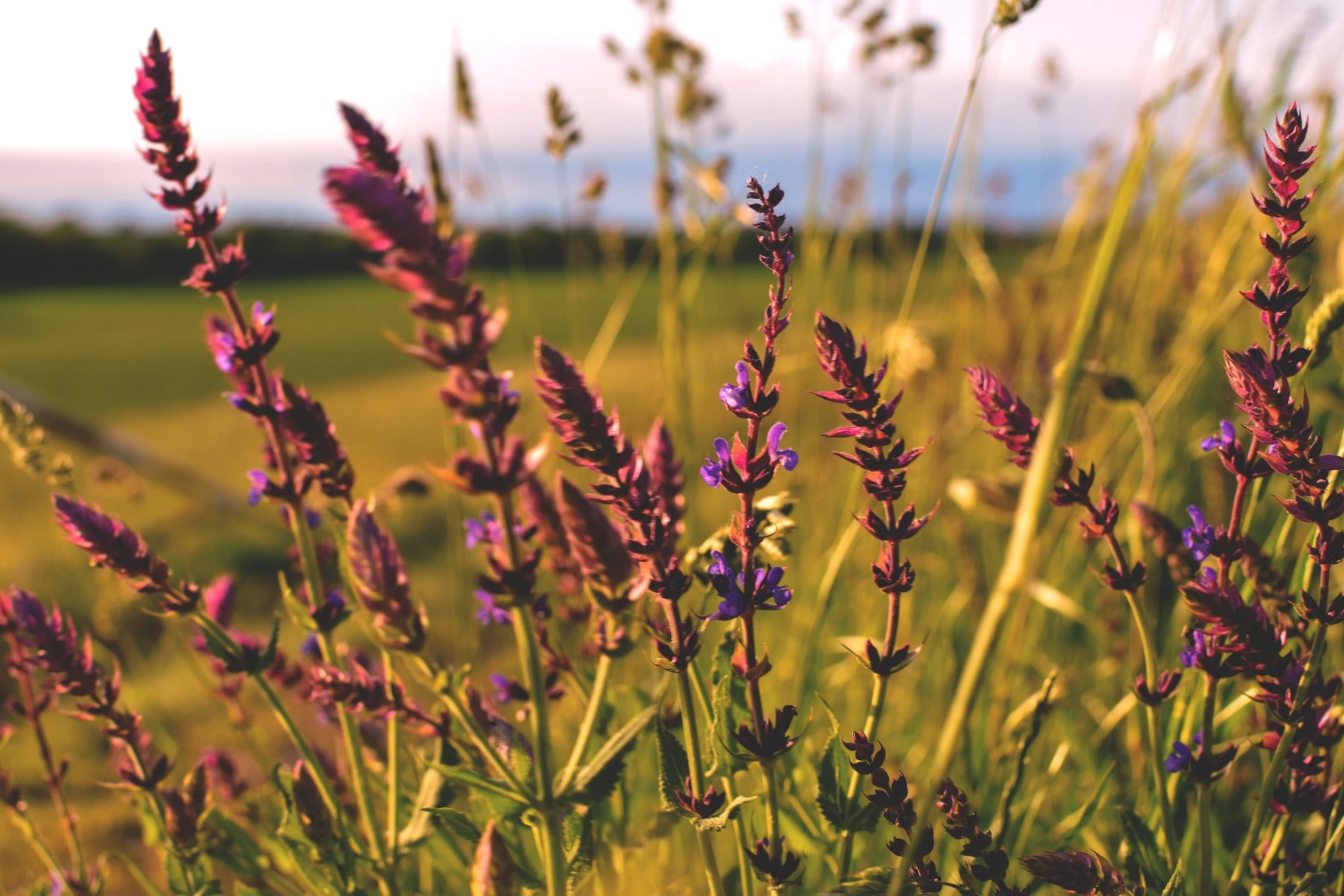 Eliminating Worry – Consider the Birds