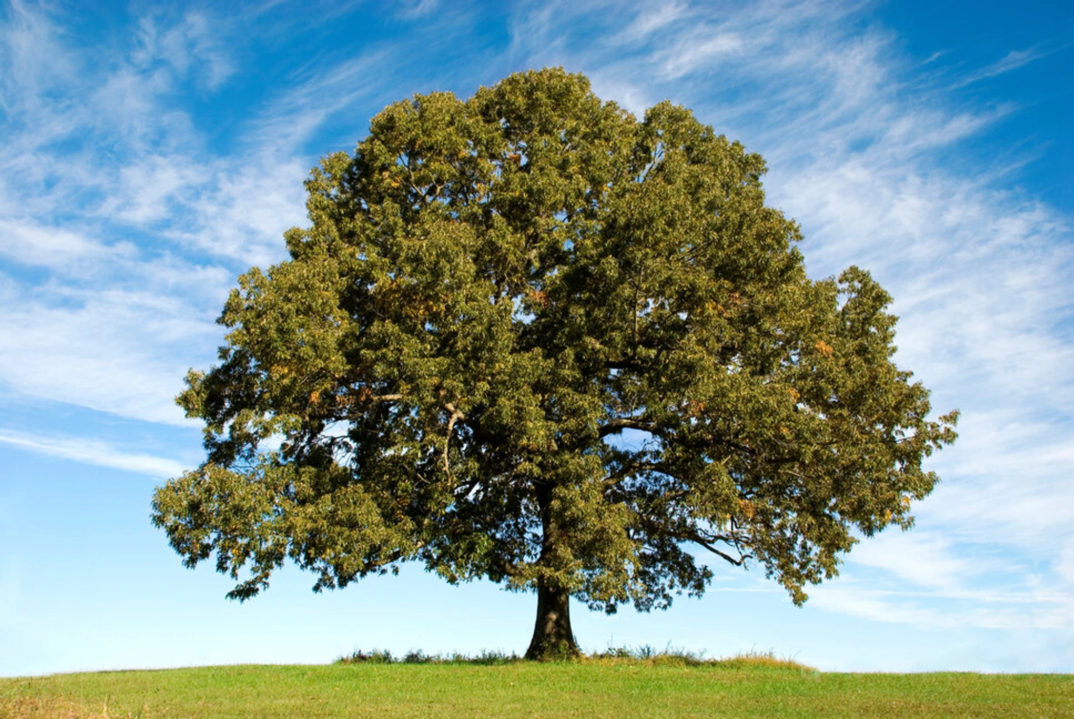 The Ecosystem of God’s Kingdom: Vision for Hope Chapel