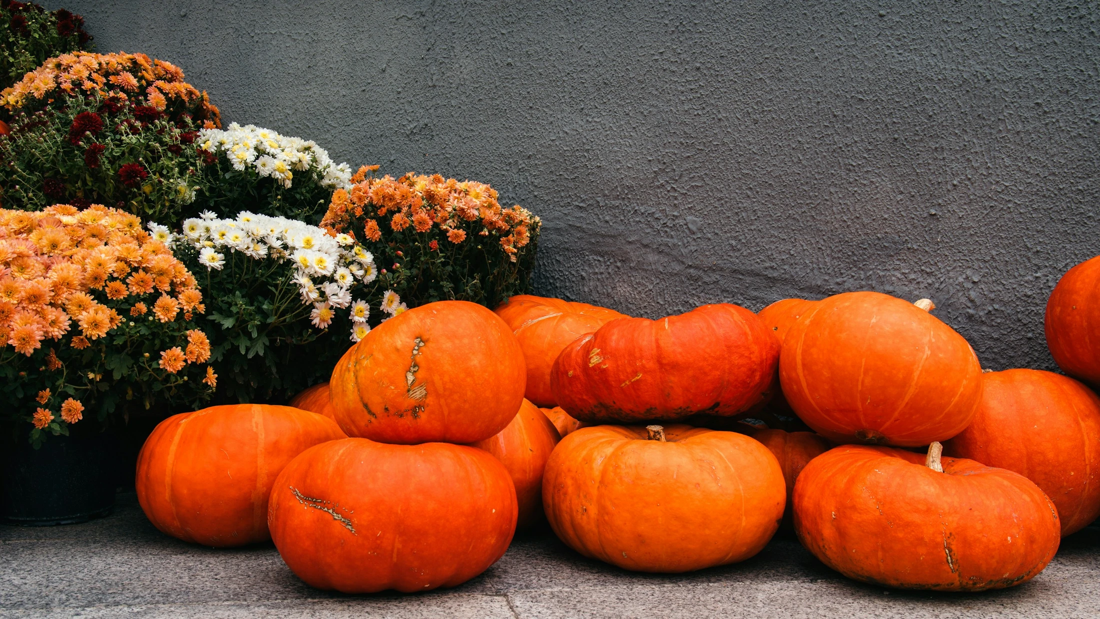 Orange pumpkins piled on a stone surface beside pots of autumn chrysanthemums