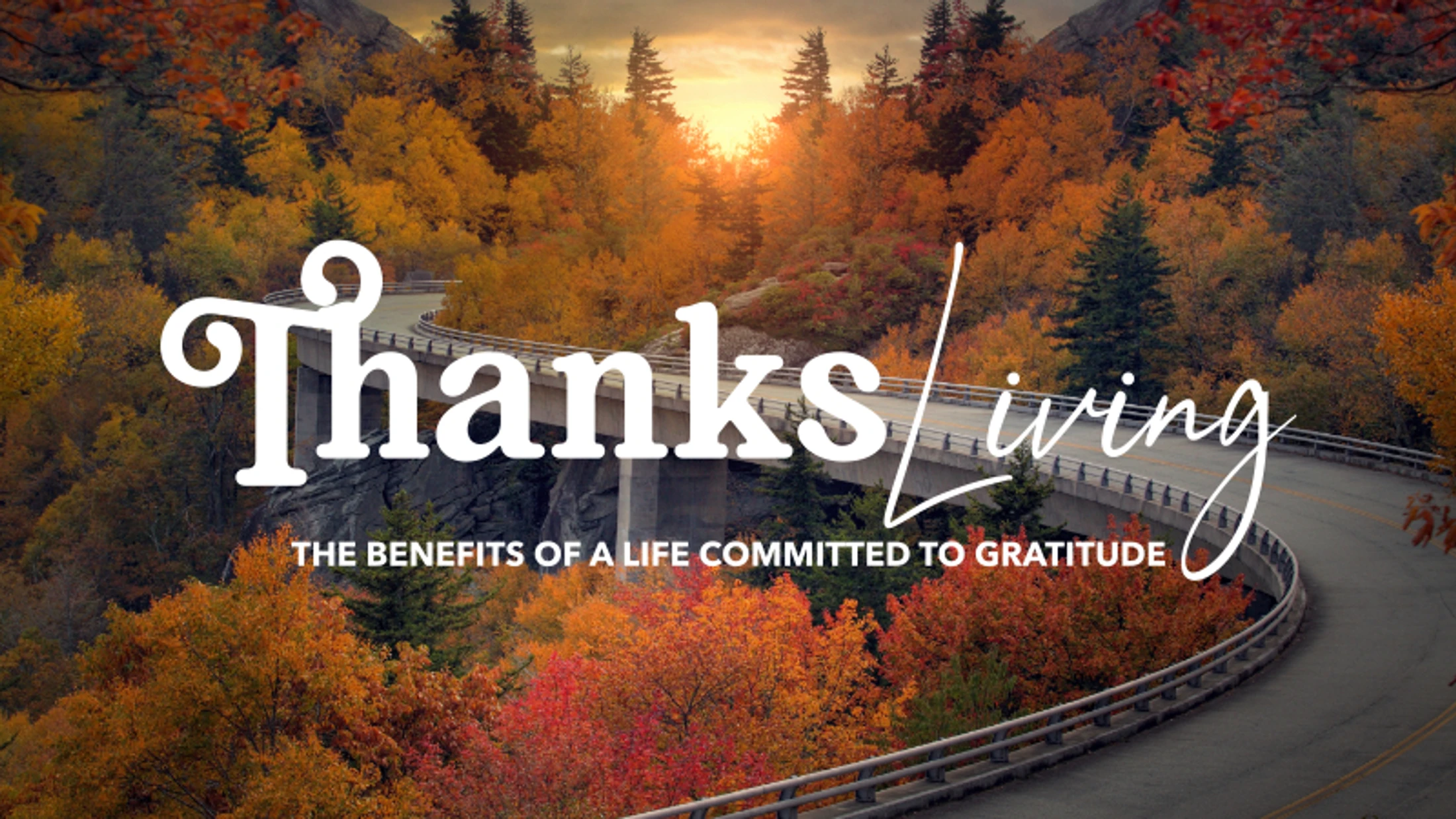 Gratitude Brings Peace