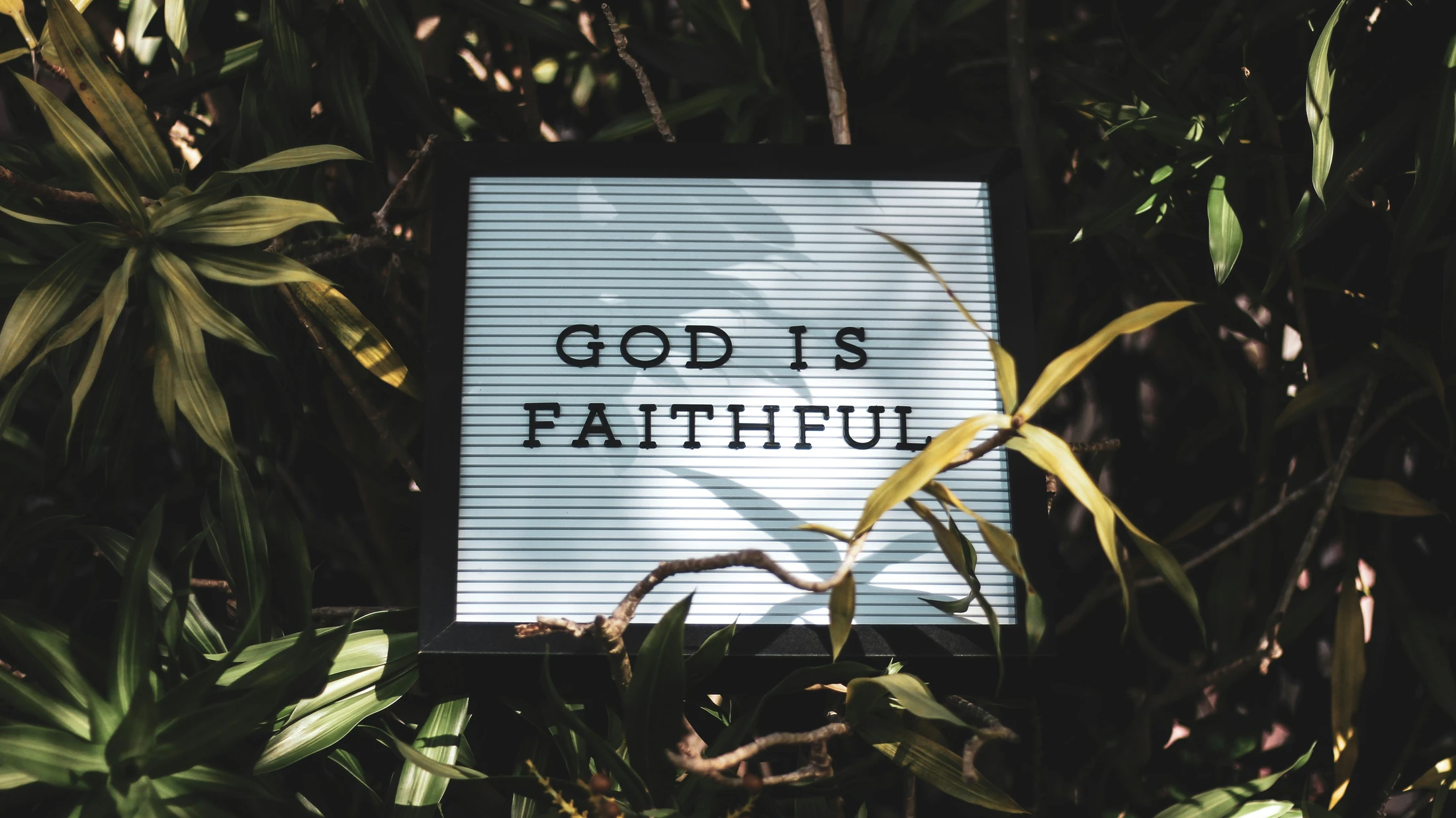 The Faithful One