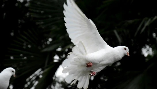 THE HOLY SPIRIT