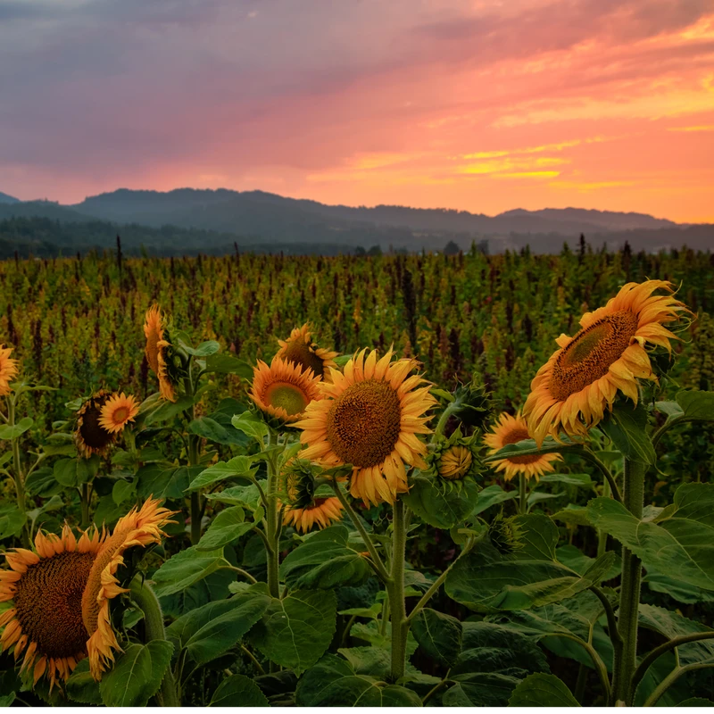 A field of yellow sunflowers stands before distant hills under a vibrant orange and pink sunset sky, creating a beautiful rural landscape.