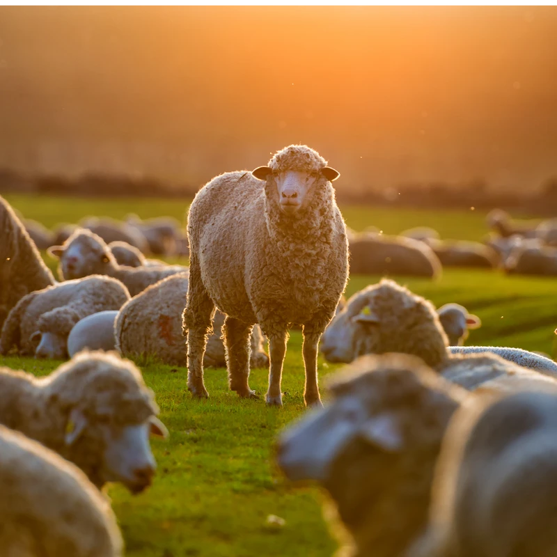 A woolly sheep stands in a green field, looking at the camera, surrounded by its flock. The scene is bathed in the warm, golden light of a sunset.