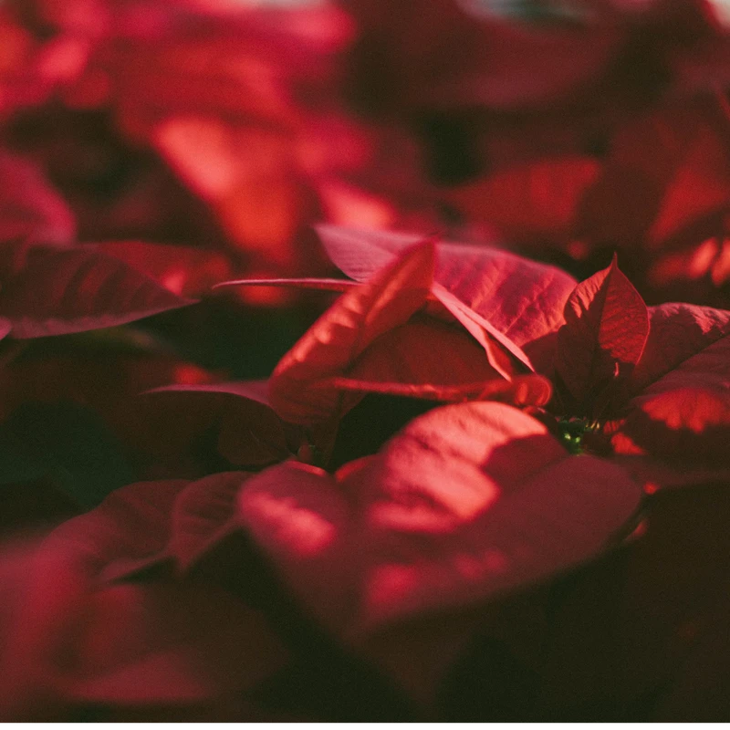 A macro shot of a poinsettia plant, with its bright red leaves filling the frame. Sunlight highlights the texture of the leaves, creating deep shadows.