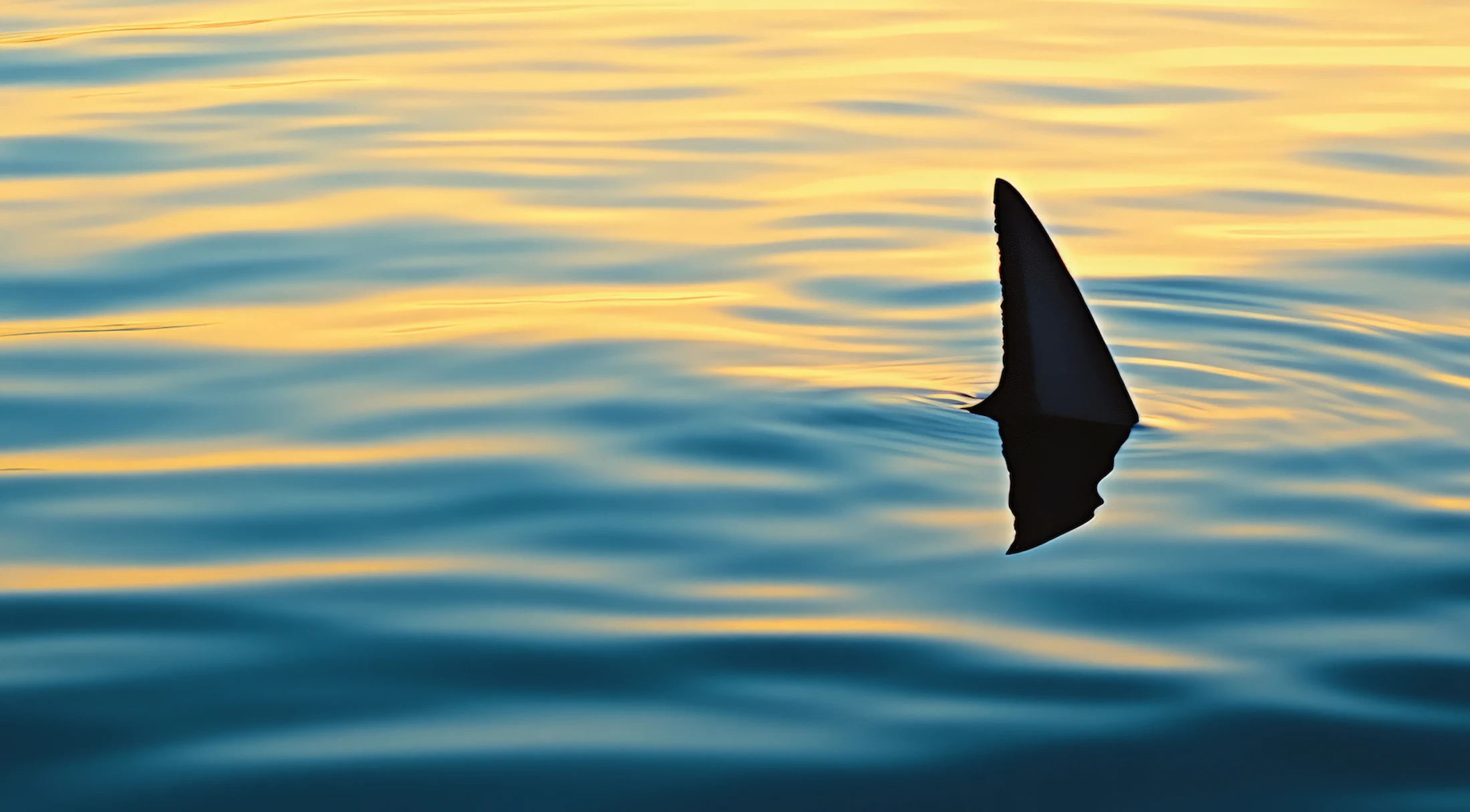 Fin Control