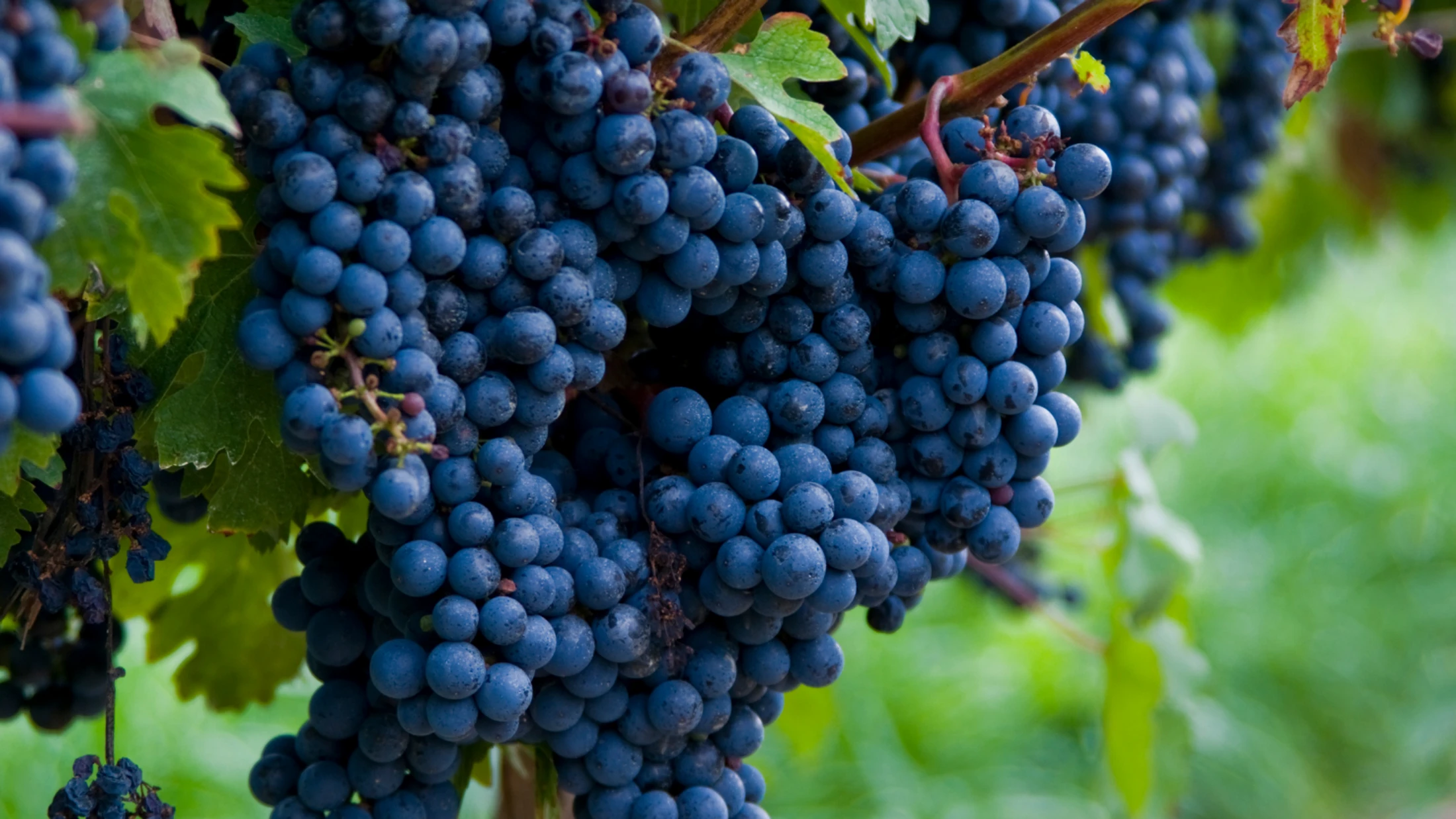 A close-up shot of several large bunches of plump, dark purple grapes hanging from a vine, with soft-focus green leaves in the background.