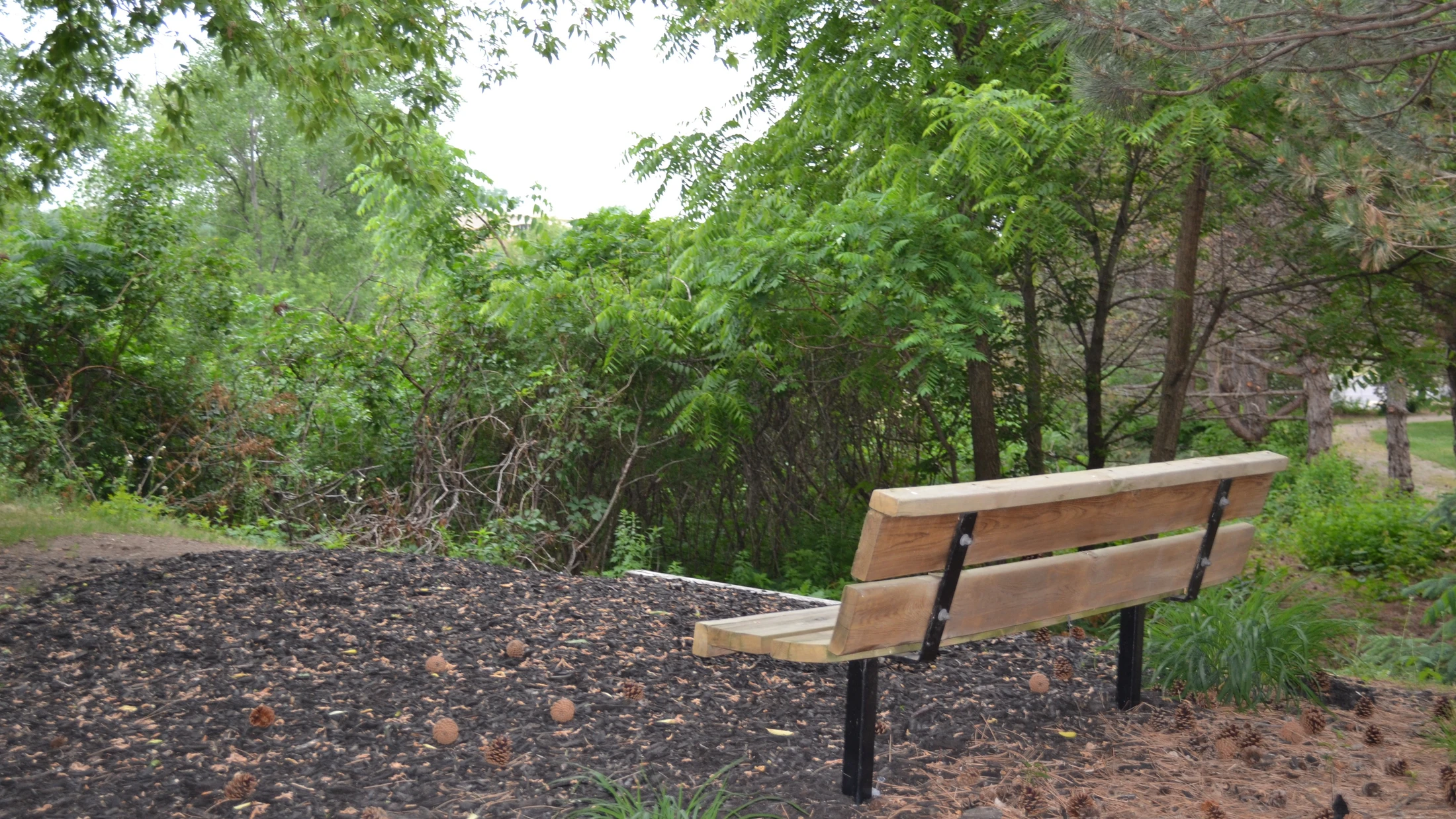 A wooden park bench with black legs sits on dark mulch, facing a dense thicket of green trees. Pine cones are scattered on the ground.