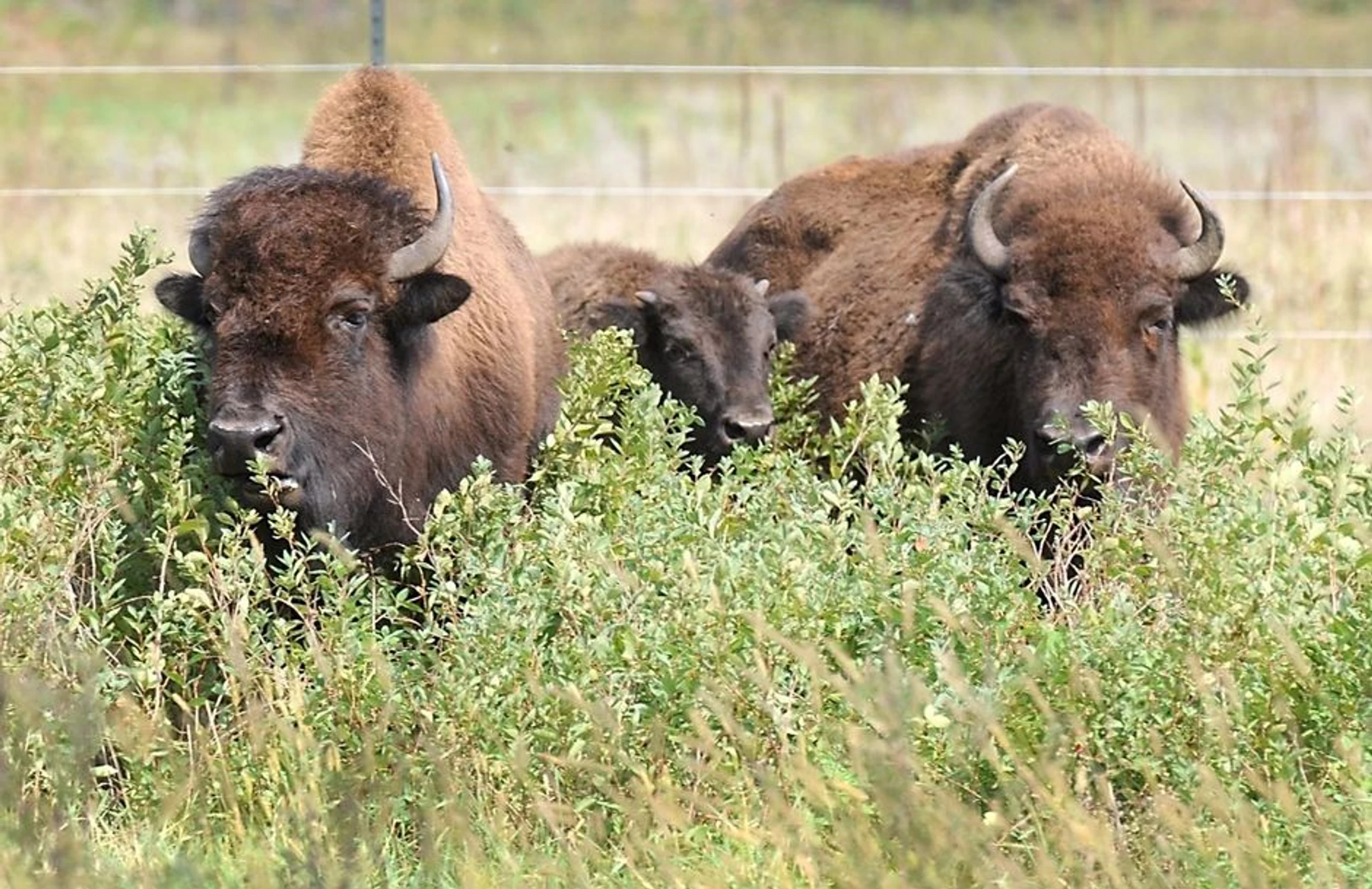 Two adult American bison and a young calf stand behind tall green bushes in a grassy field, looking towards the camera.