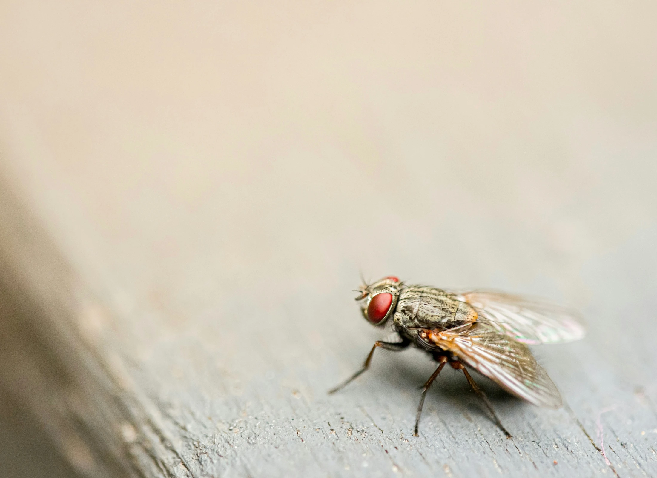 A Fly in the Ointment