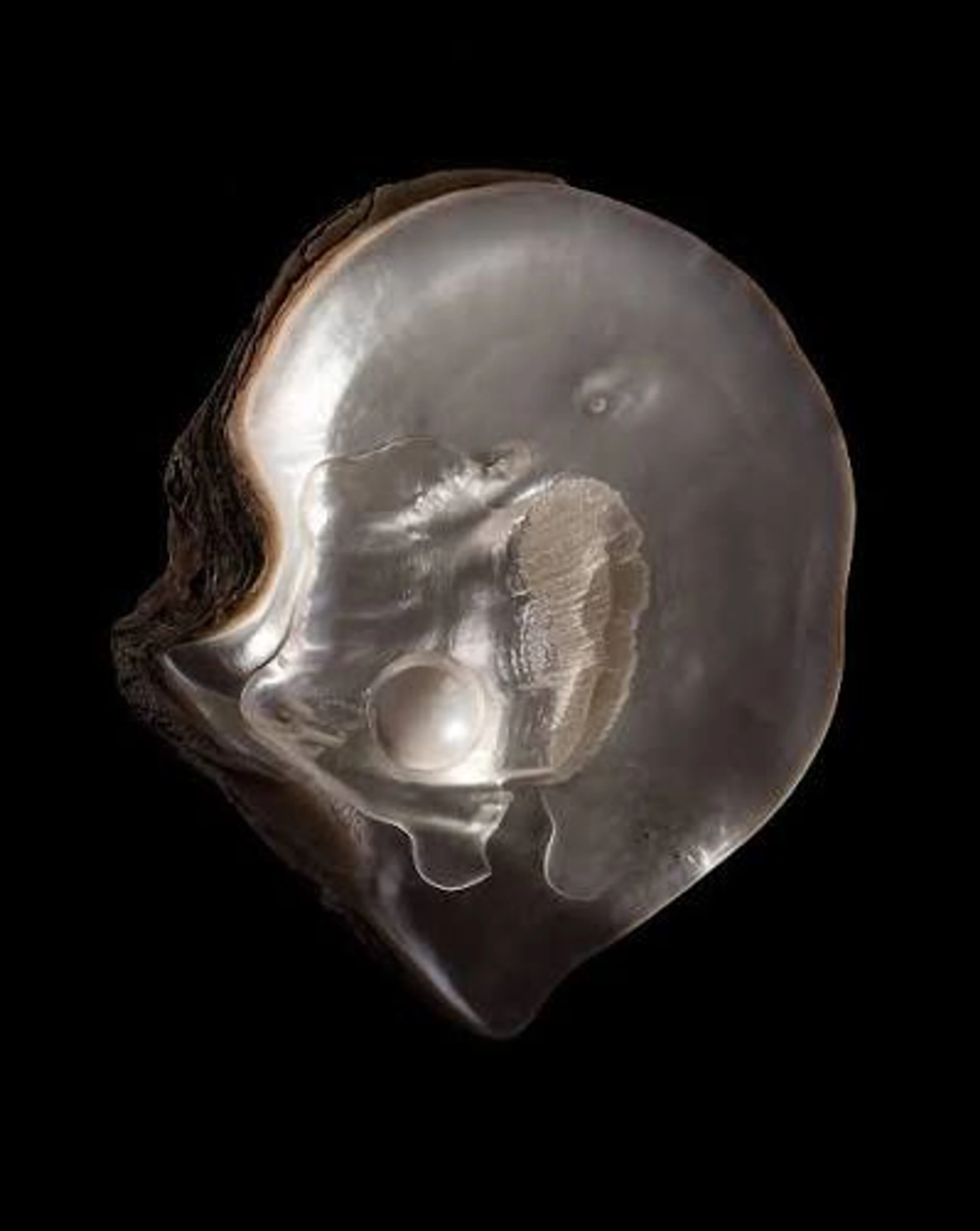 Pearl of Great Worth