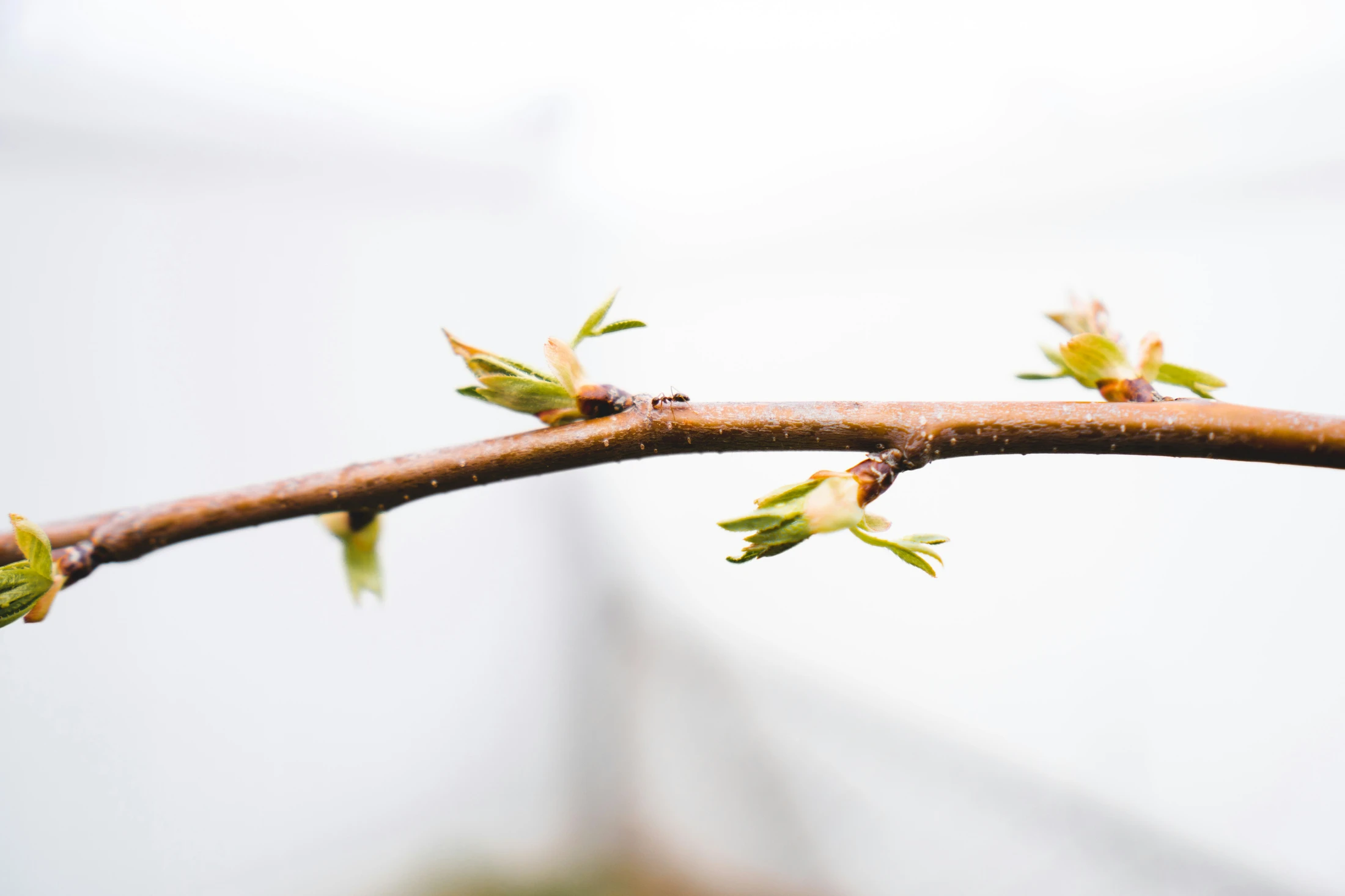 A close-up, macro shot of a thin brown branch with new green leaves budding. A small ant walks along the top of the branch against a bright, white background.