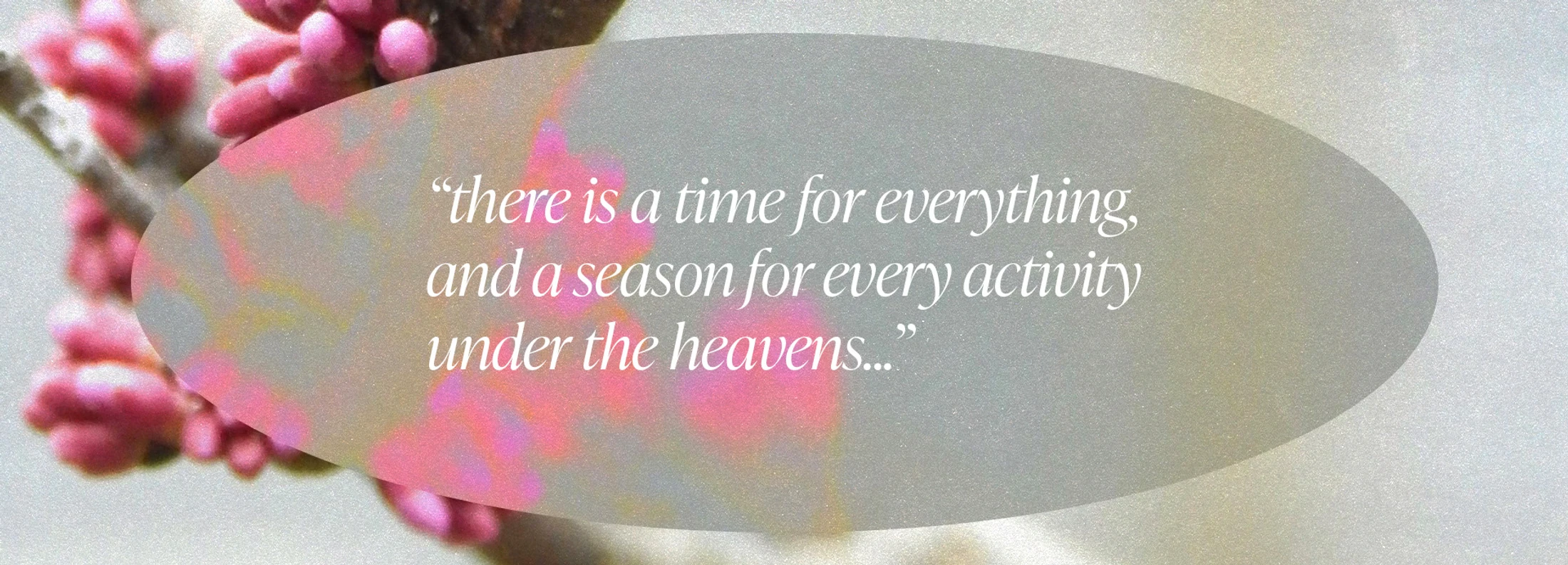 A biblical quote from Ecclesiastes in a grey oval over a soft-focus image of a branch with small pink flower buds against a grainy background.