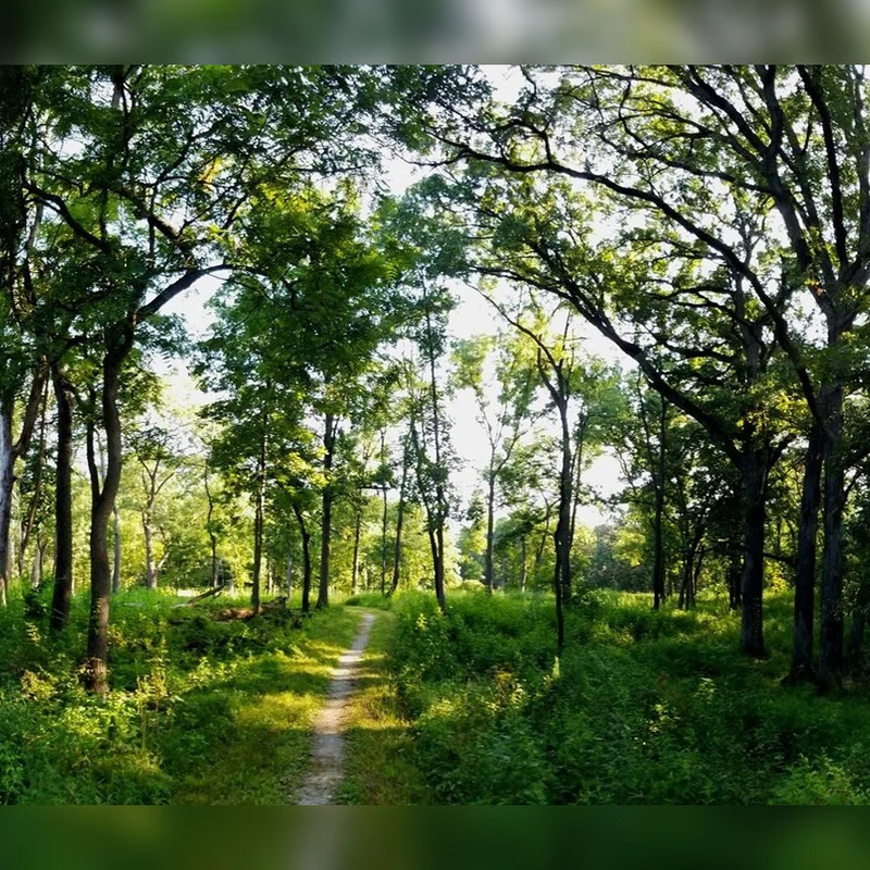 A narrow dirt path meanders through a lush, green forest with tall trees. Bright sunlight filters through the leaves, casting a warm glow on the trail.