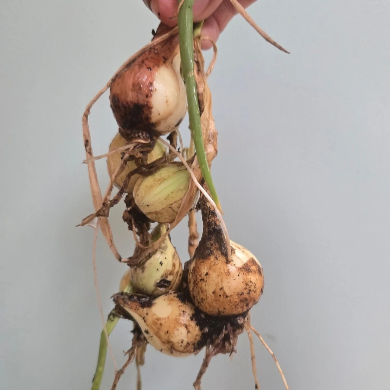 The children learned about how we store food so that it will last. They dried flower petals and learned how to cure onions. They also learned how to harvest the seeds from the plants as well!