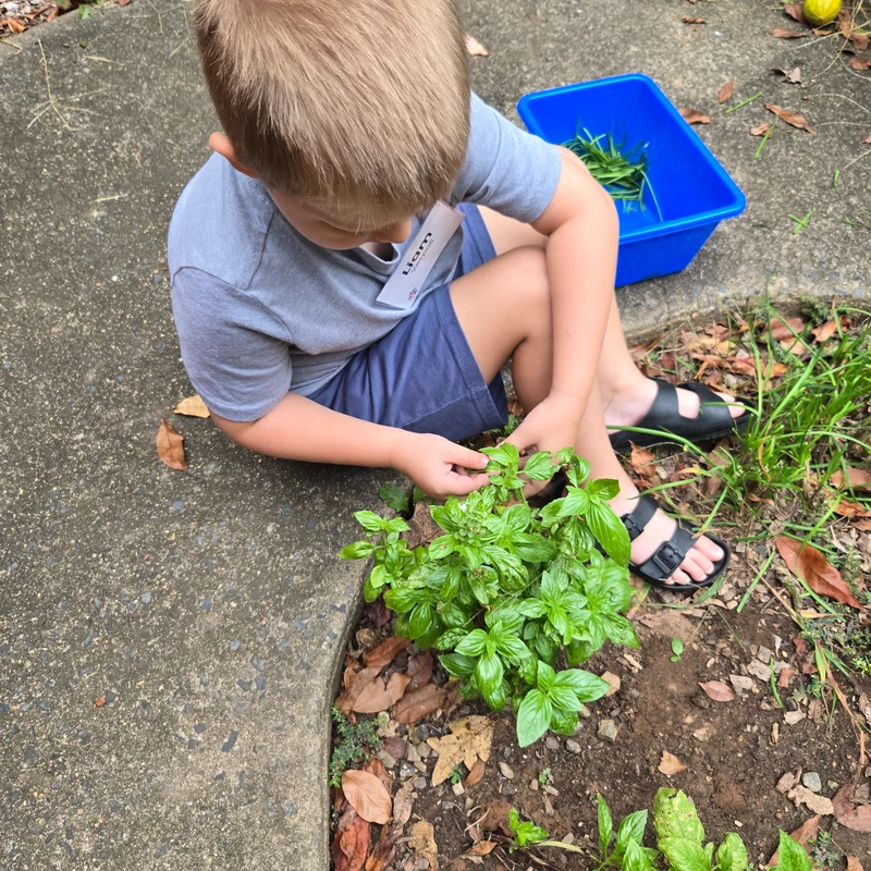 <span>Over the course of the growing season, April to October, the children (with the assistance of the gardening club) planted, weeded, watered, harvested, labeled, and packaged a garden full of basil, chives, tomatoes, squash, radishes, and carrots. Donating 10 lbs. of produce; putting their love for the earth and others in to action to help address food insecurity.</span>