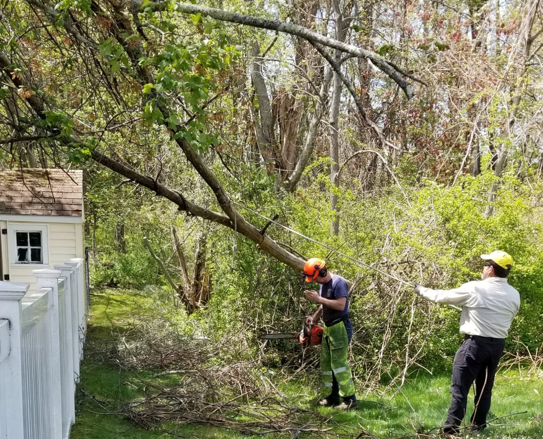 Two men work together to remove a large tree branch. One man in protective gear holds a chainsaw while the other pulls a rope to guide its fall.